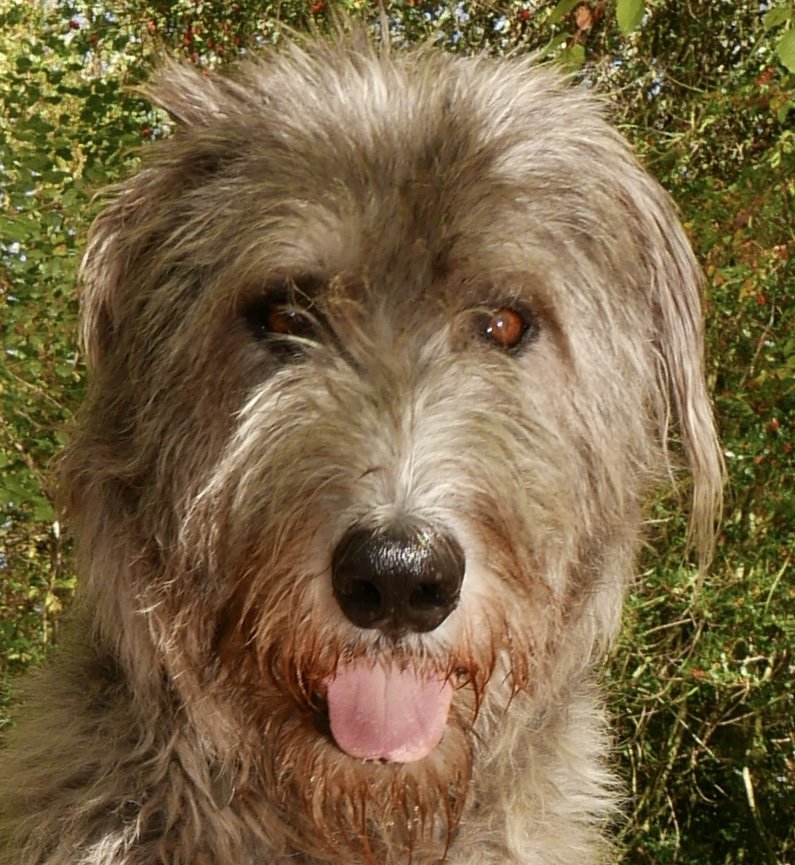 Close-up of a shaggy gray dog with a black nose and pink tongue sticking out, outdoors near green bushes.
