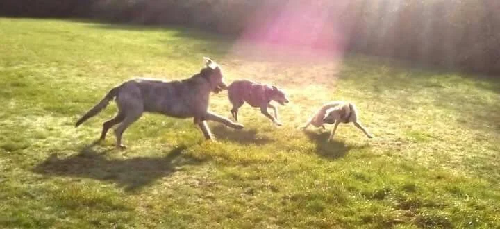 Three dogs playing on a grassy field in sunlight, one appears to be chasing the others.
