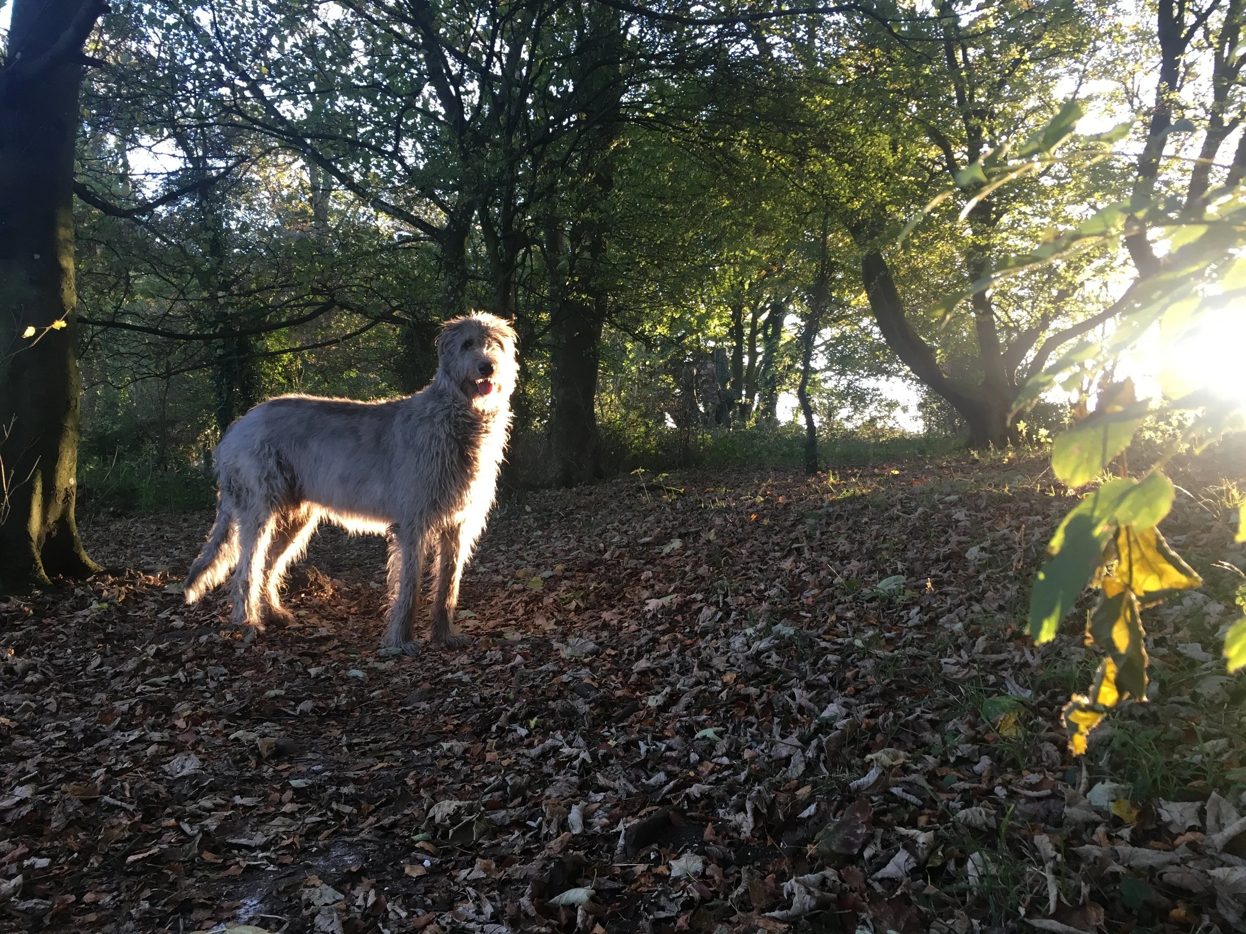 A dog standing on fallen leaves in a wooded area with sunlight filtering through trees.