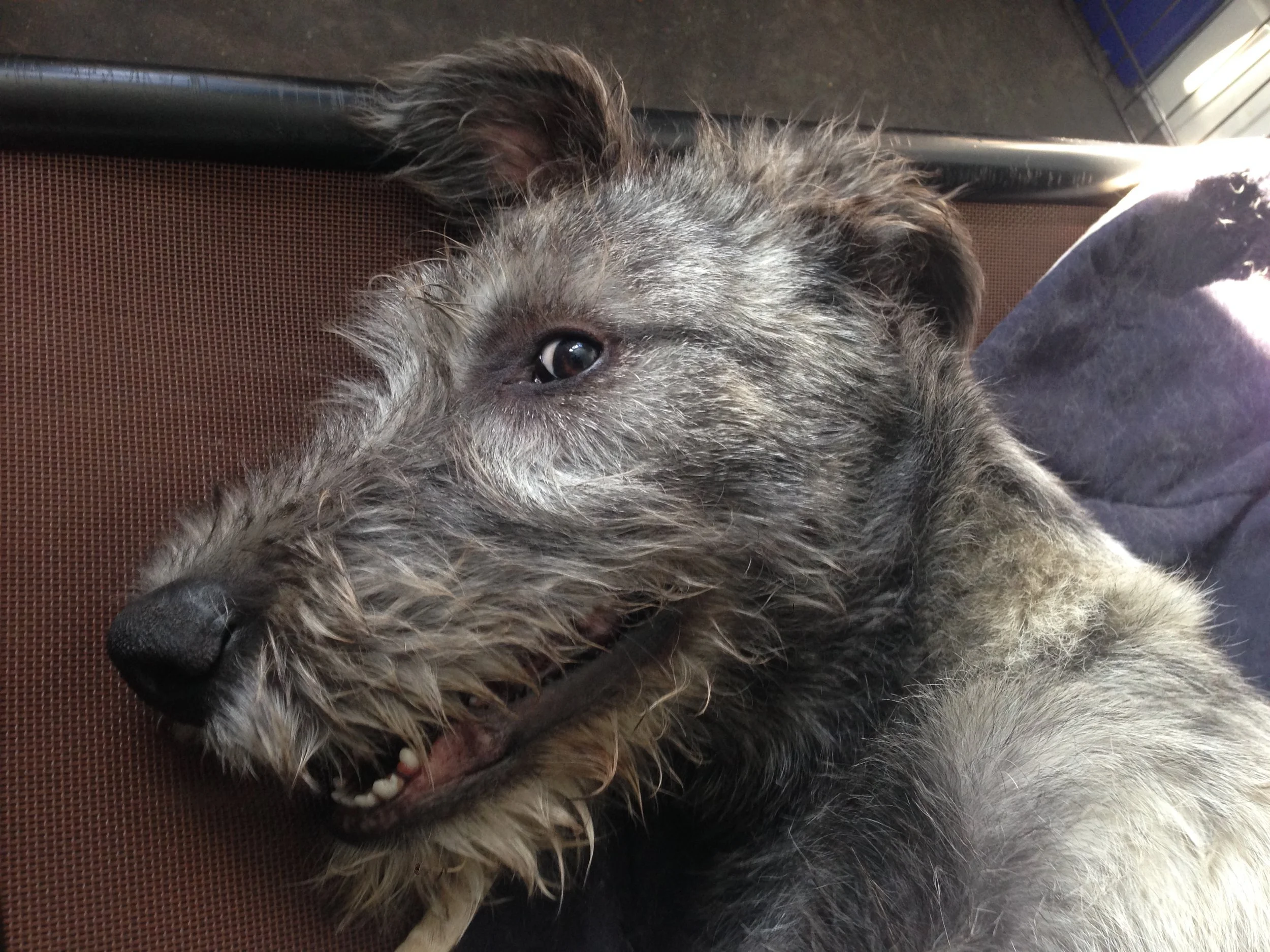 A gray and black brindle dog lying on its back on a brown surface, showing part of its face and open mouth.
