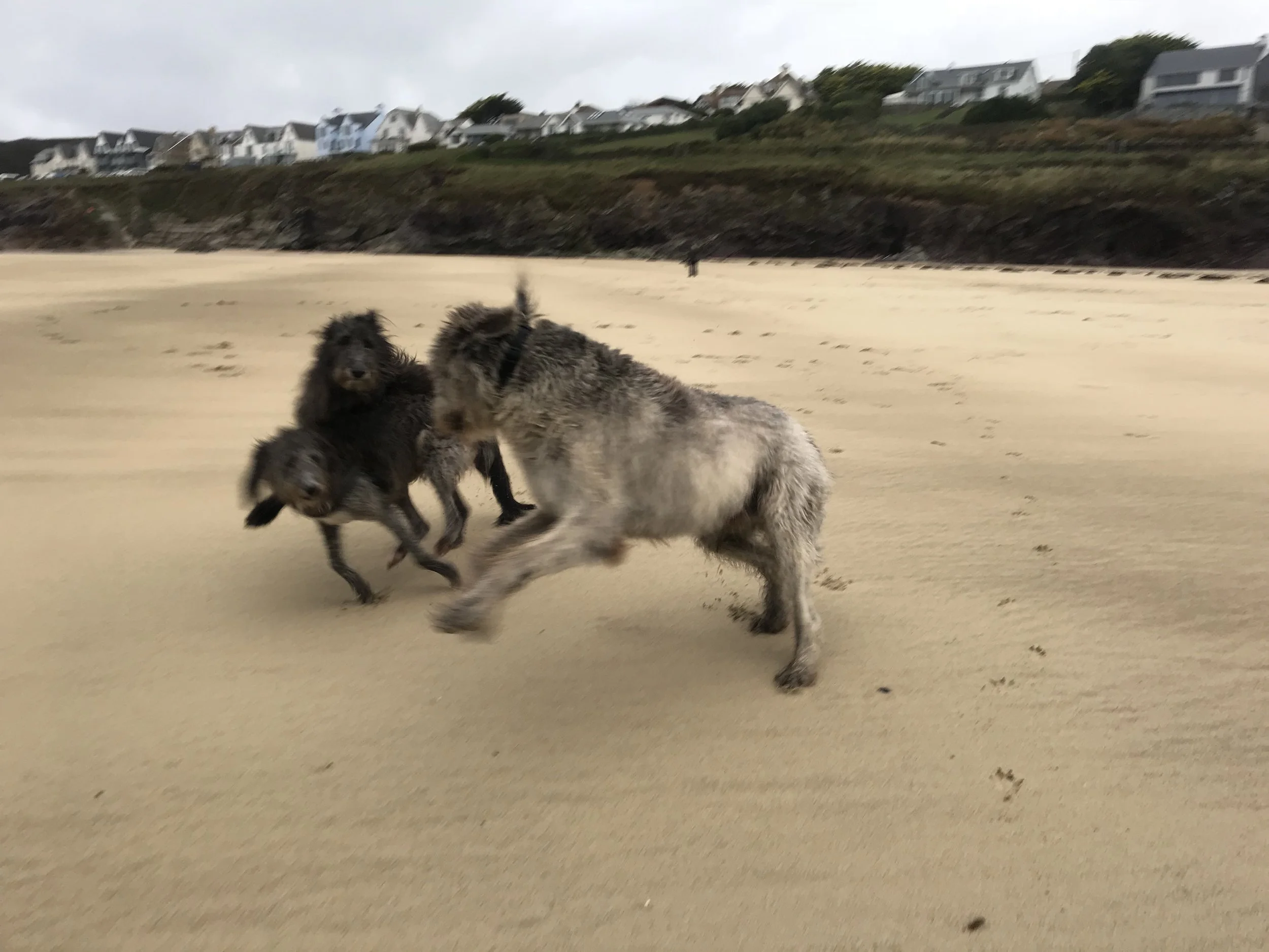 Three small fluffy puppies running on a sandy beach, with houses visible on a hill in the background.