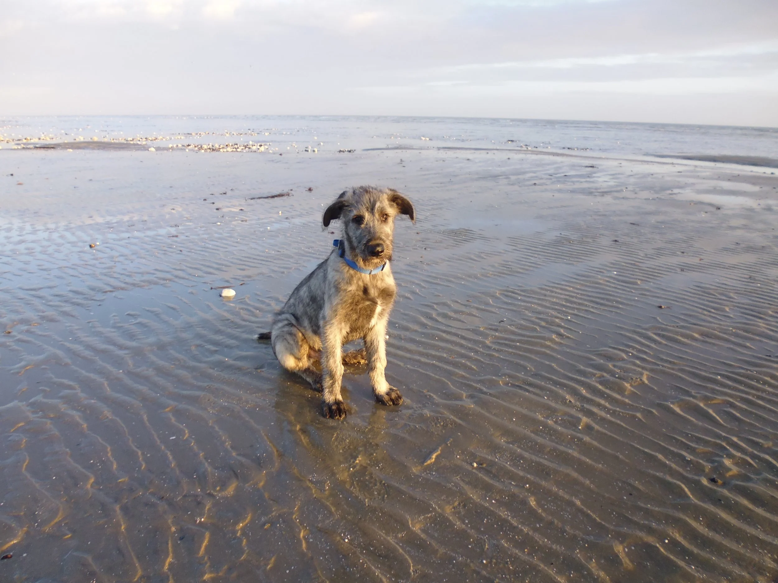 A young dog with a brindle coat sitting on a sandy beach with the ocean and cloudy sky in the background.