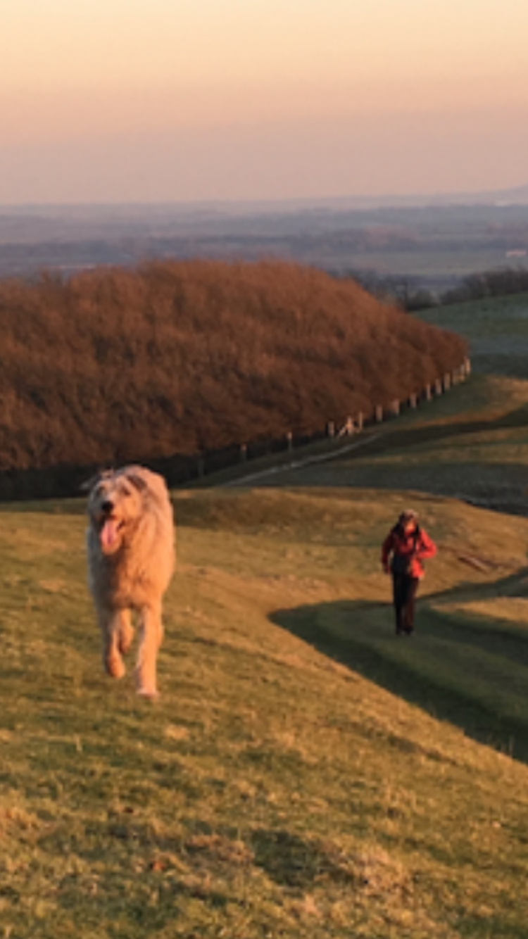 A person in a red jacket walking behind a large, fluffy dog on a grassy hill at sunset, with a landscape of fields and trees in the background.