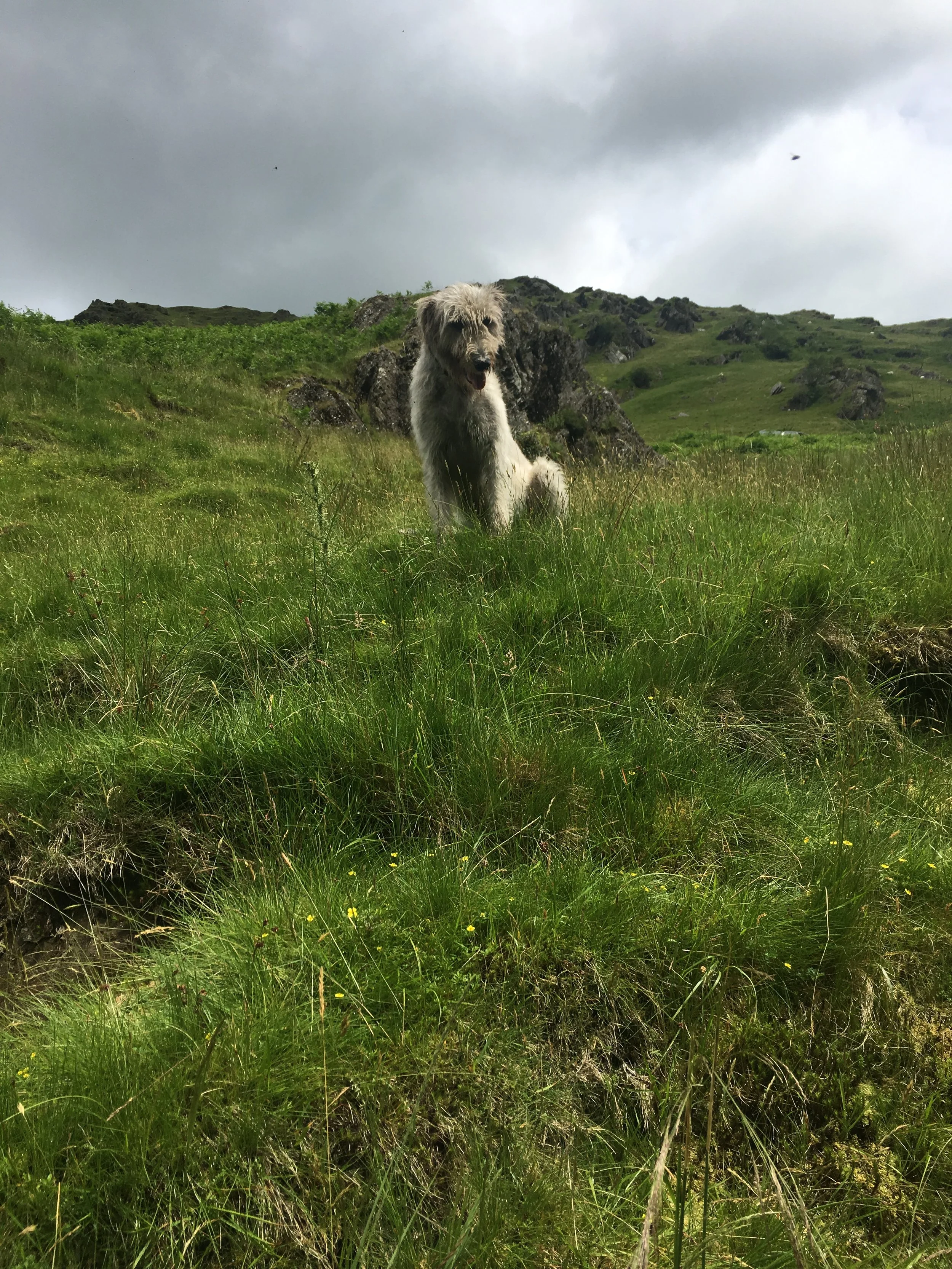A dog with light gray, shaggy fur sitting on green grass in a hilly, rocky landscape under a cloudy sky.