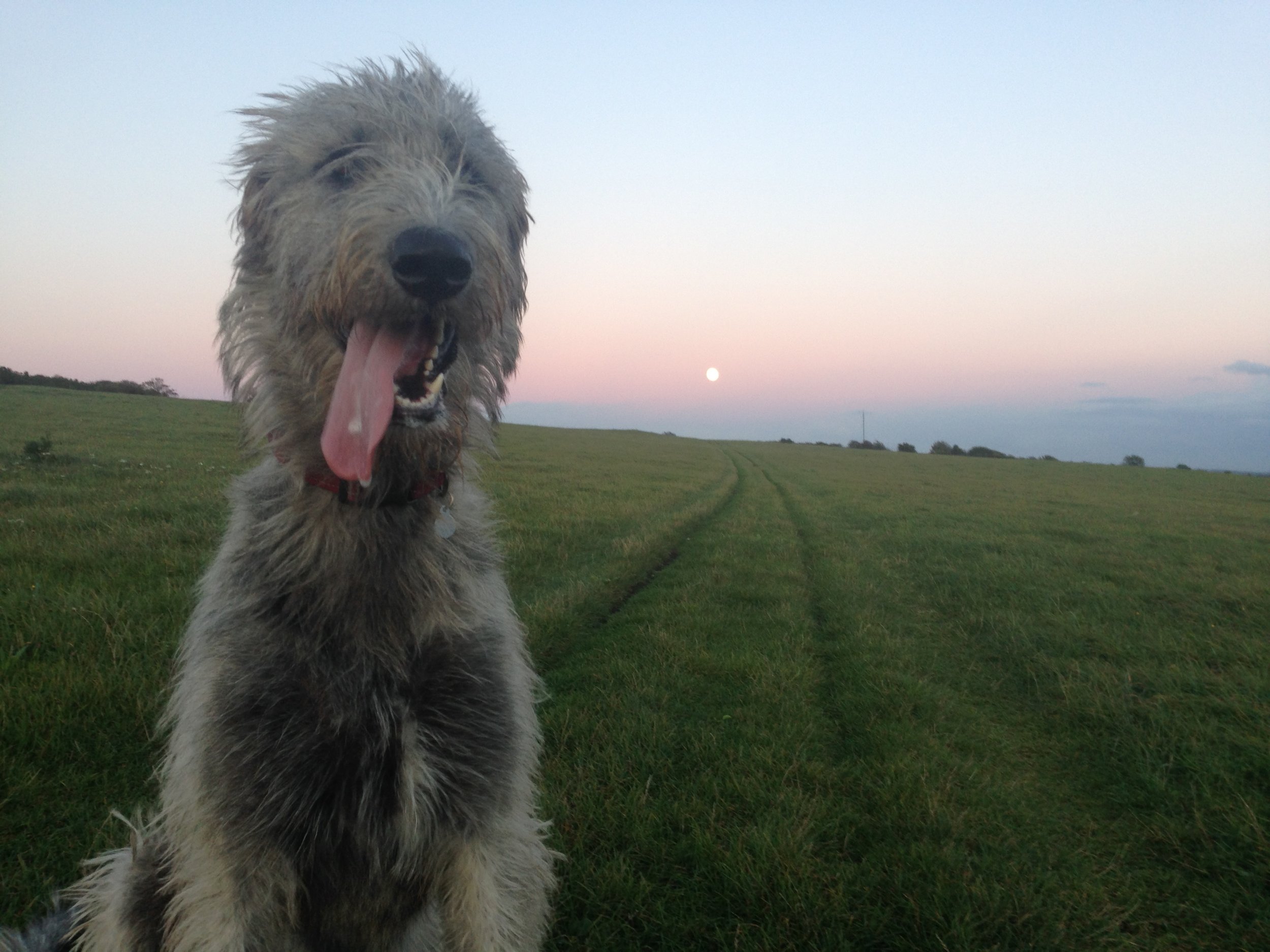 A large, fluffy dog with light-colored fur sits on green grass in an open field during sunset, with the moon visible in the sky.