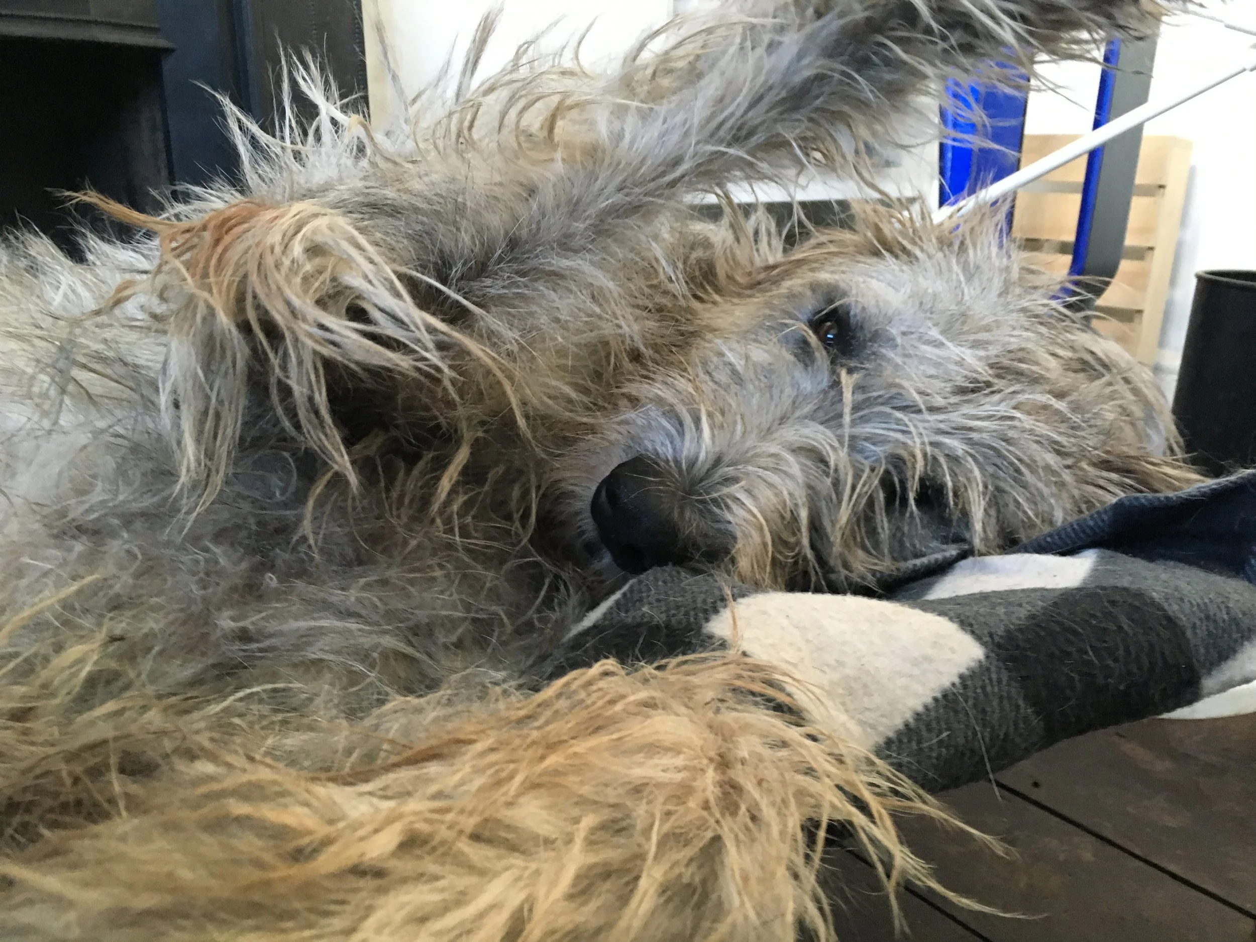 A wet, curly-haired dog resting on the floor, with its eyes partially closed, in an indoor setting.