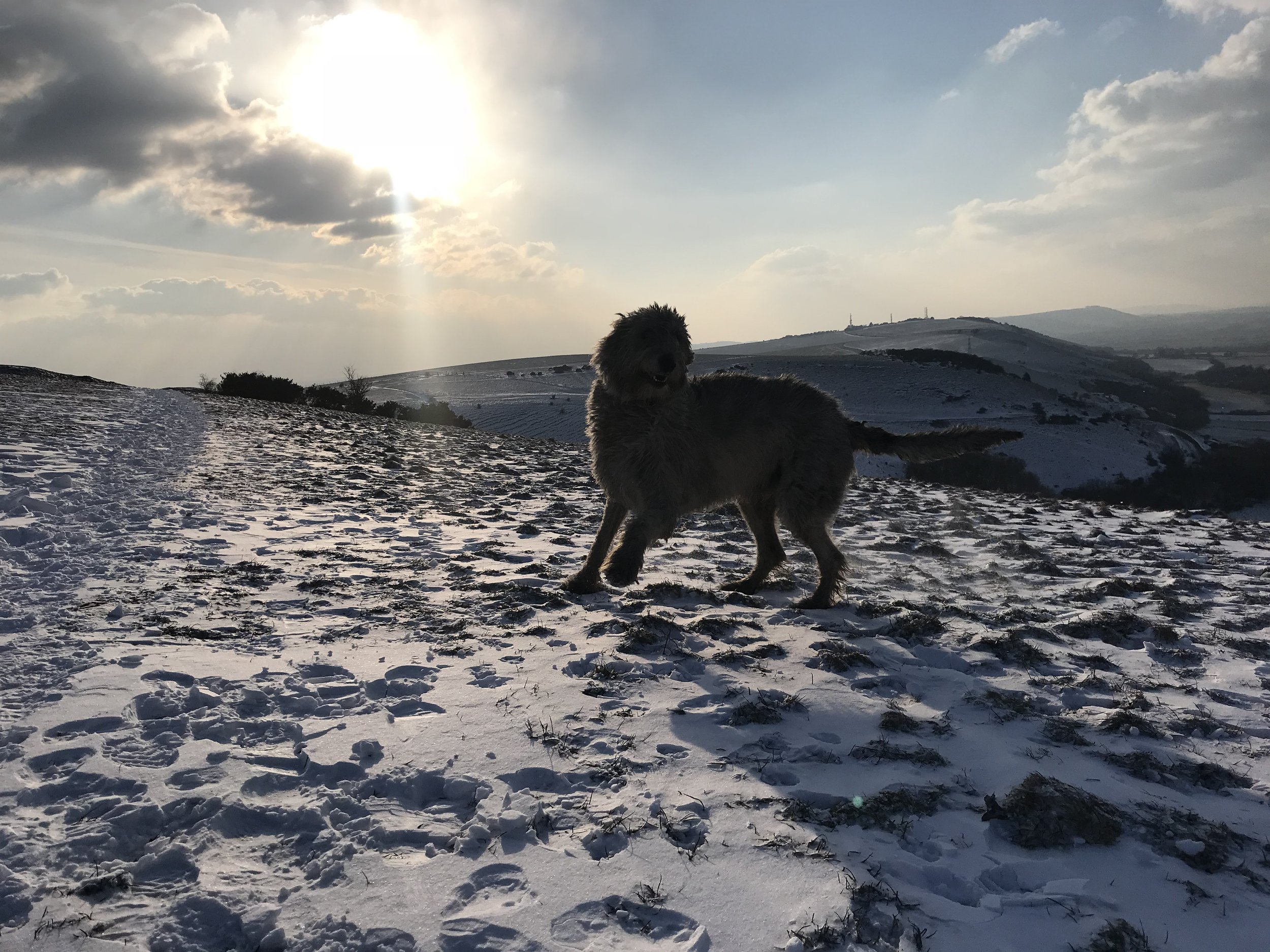 Dog playing in snow-covered landscape with rolling hills and cloudy sky, sunlight shining through clouds.