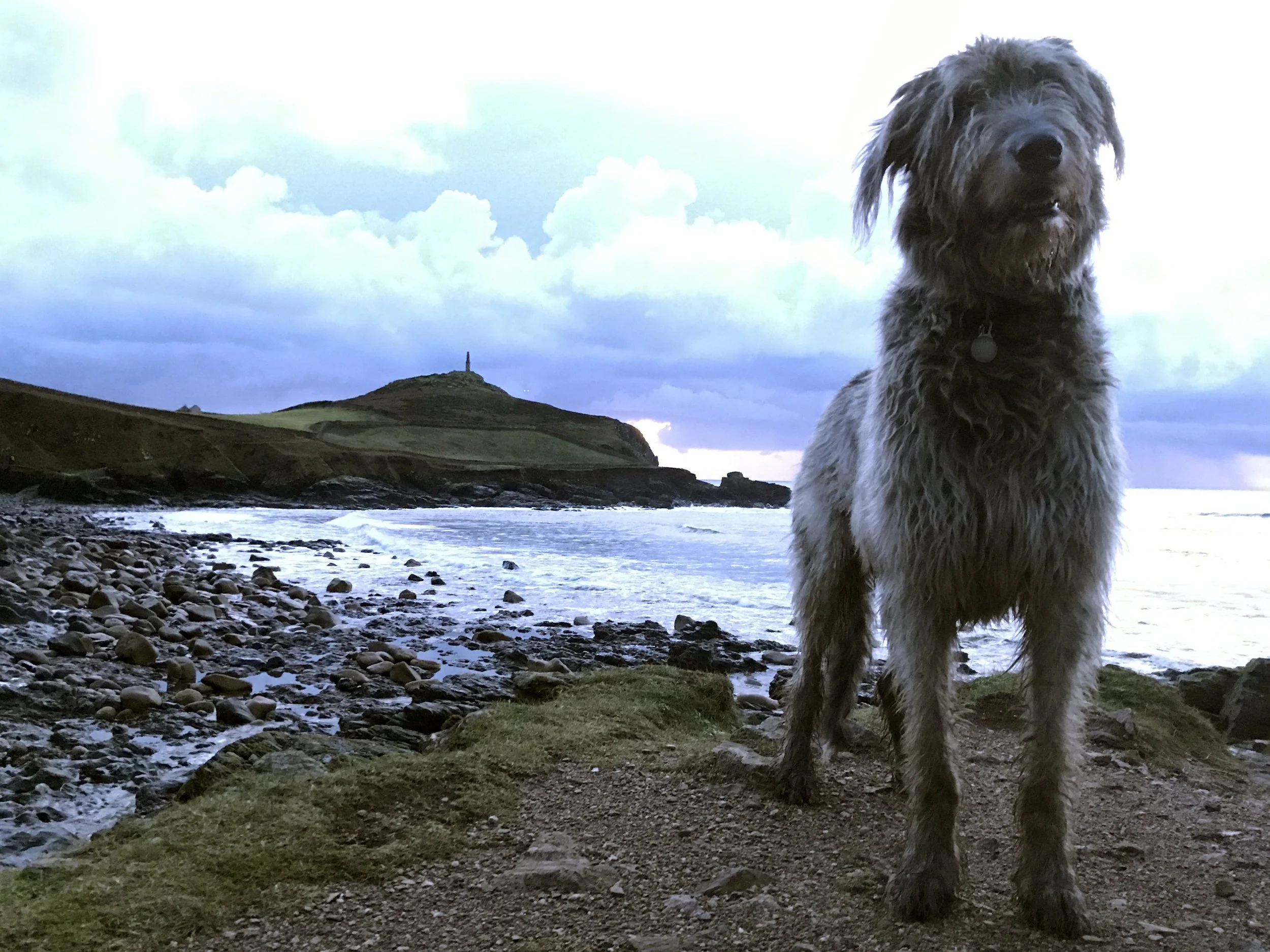 A large, fluffy dog with curly fur standing on a rocky, grassy beach at dusk, overlooking the ocean with cloudy skies and a distant lighthouse on a hill.