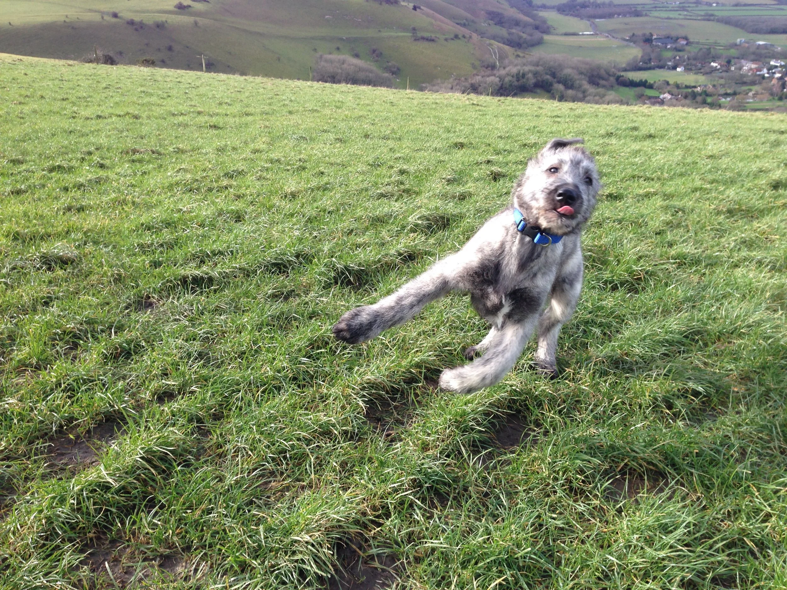 A cute puppy with a merle coat pattern sitting on green grass in a rural landscape with rolling hills and small houses in the background.