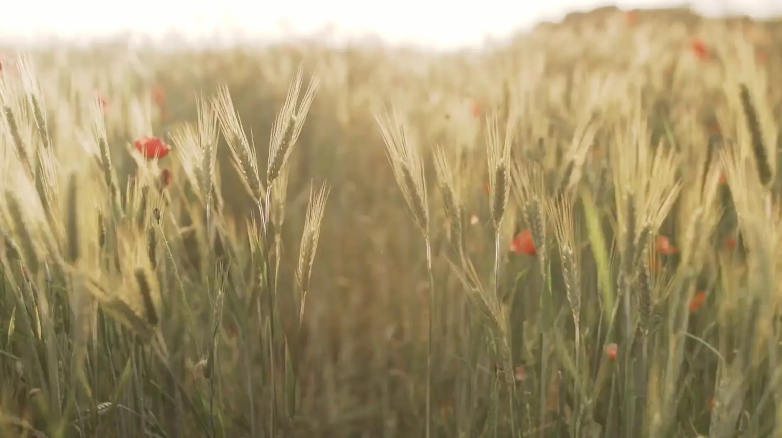 poppy-field-background-mobile.webp
