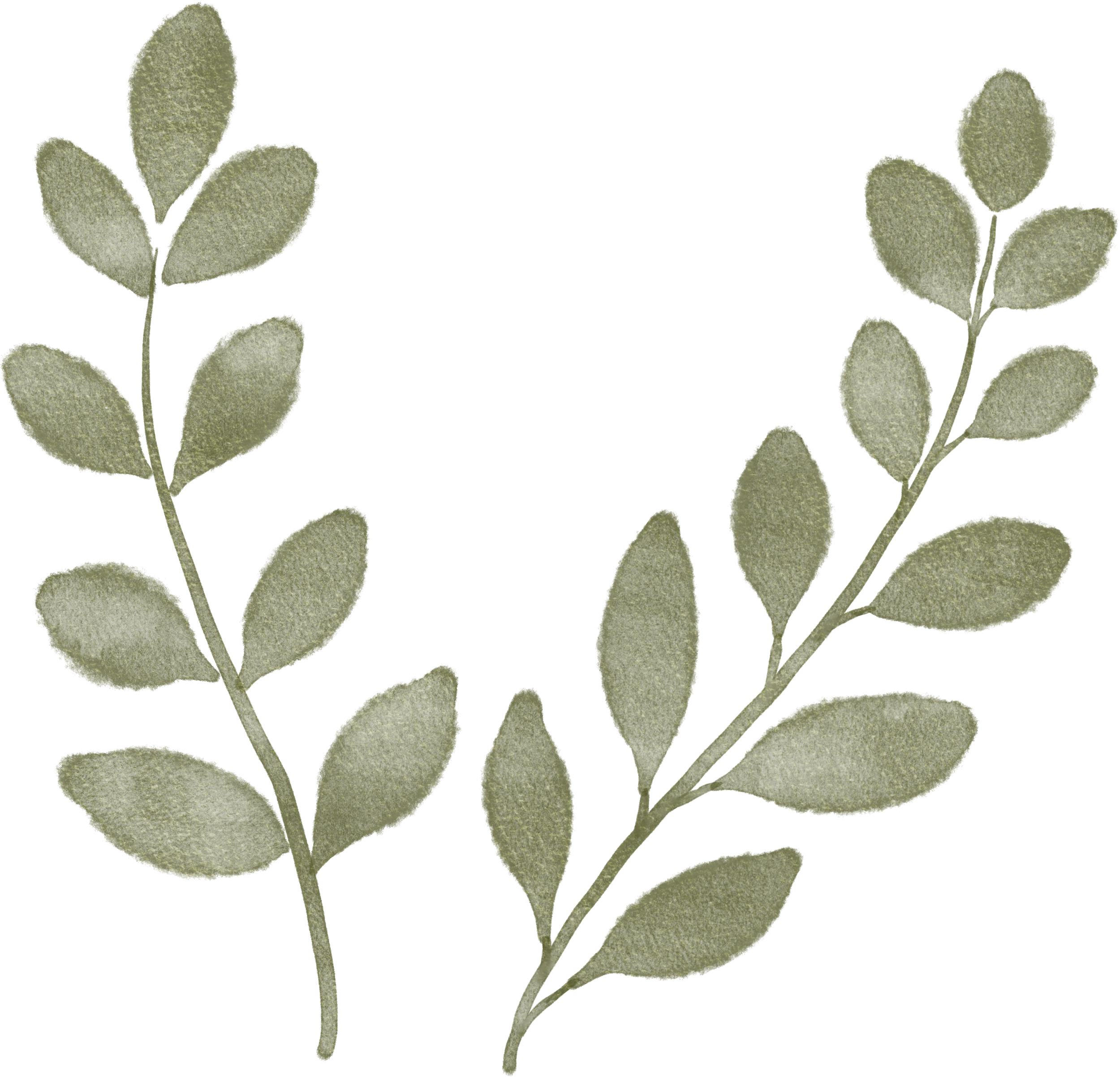 A collage of several green, fuzzy leaves and stems with a blurred background.