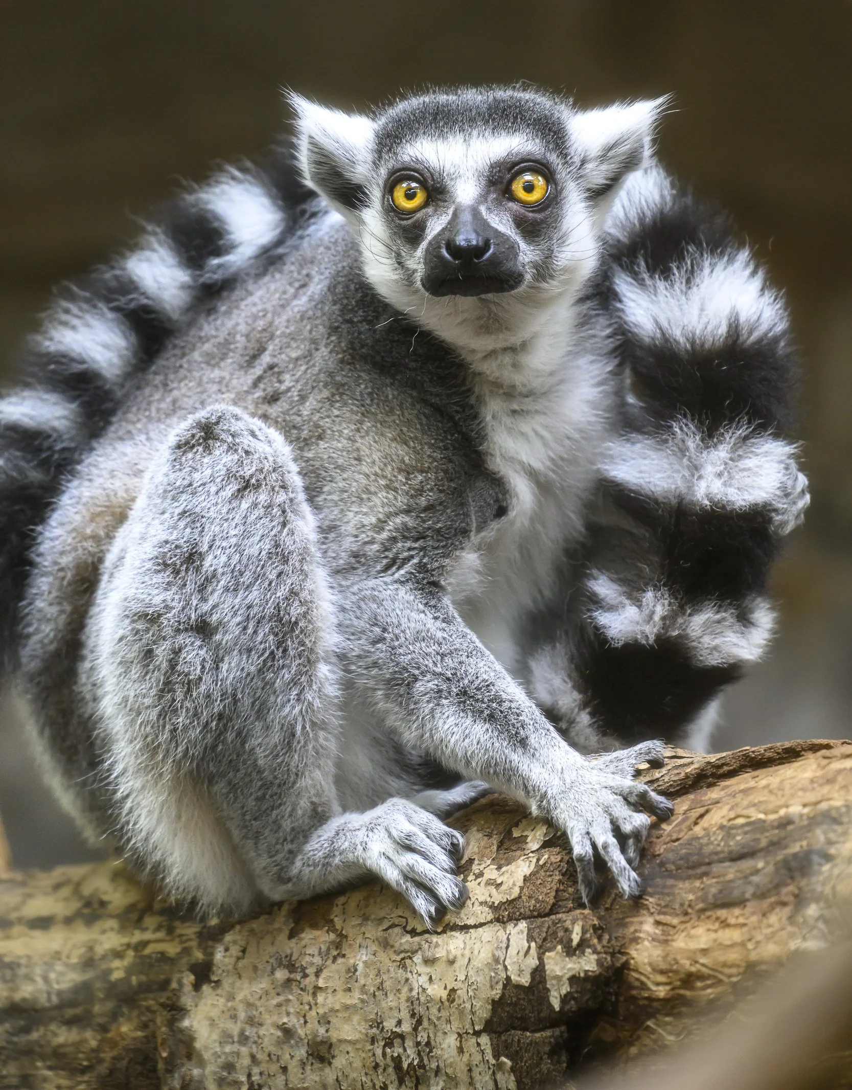RingTailedLemur0050Web.jpg