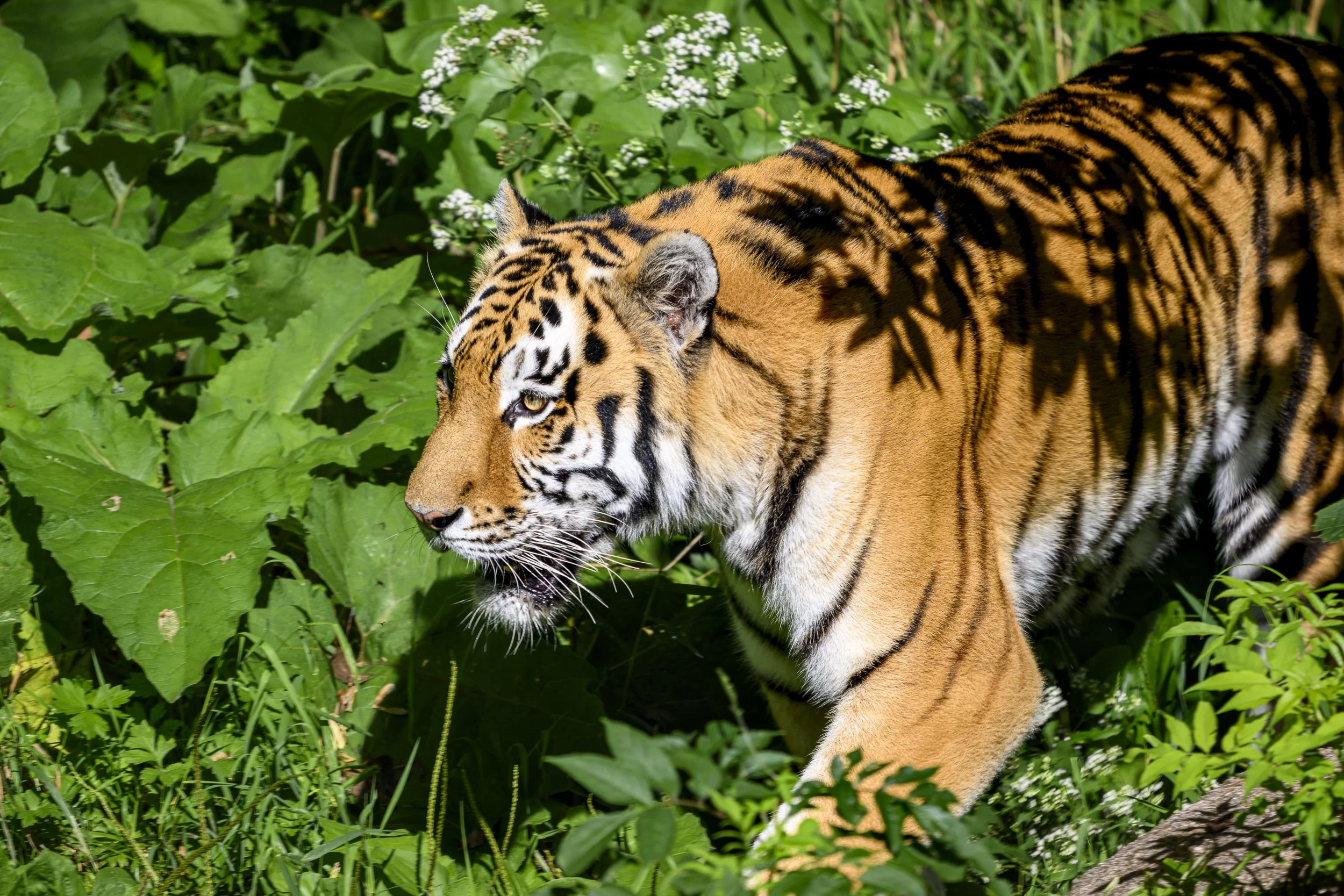 TigerFoliage5440Web.jpg
