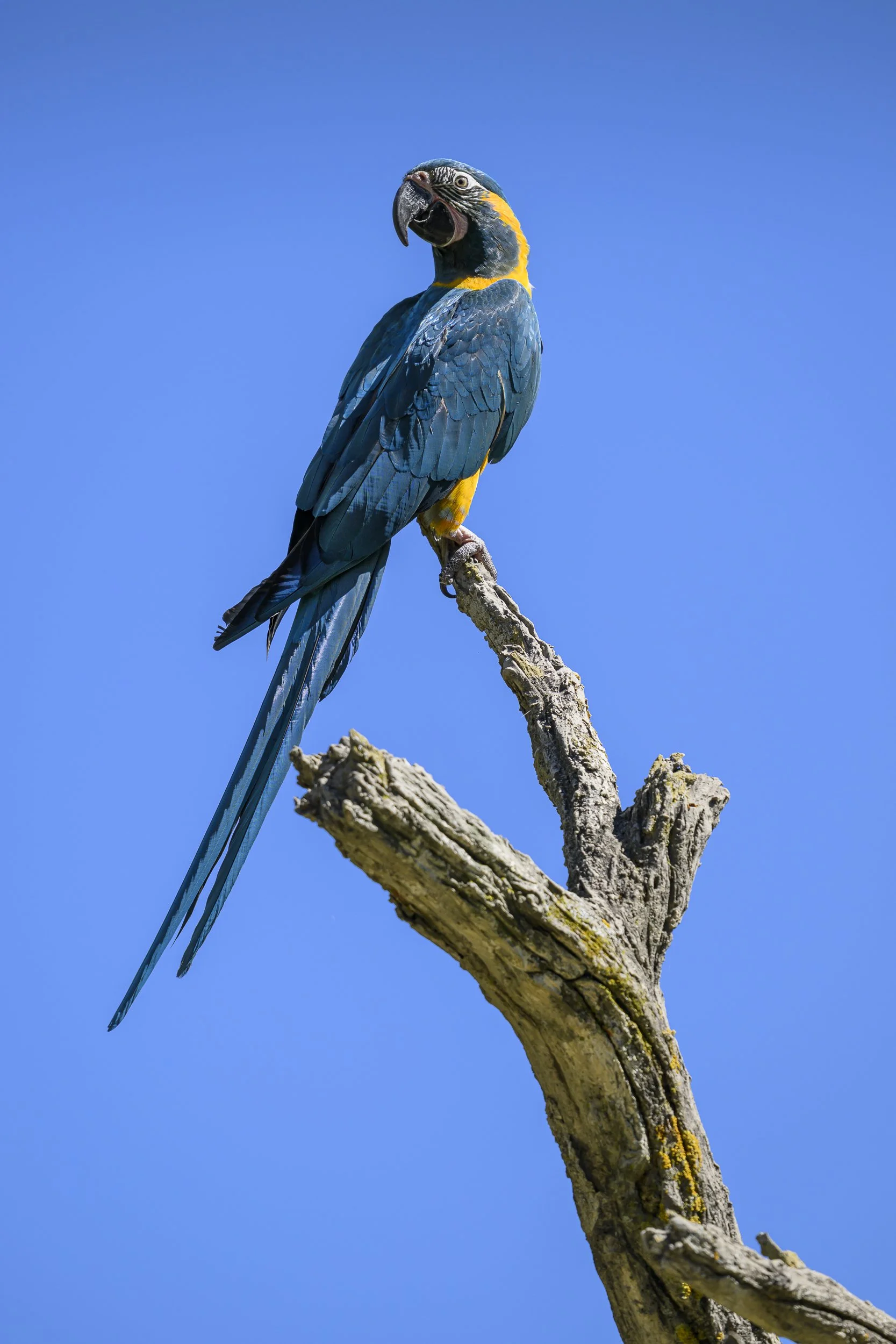 BlueMacaw95643Web.jpg