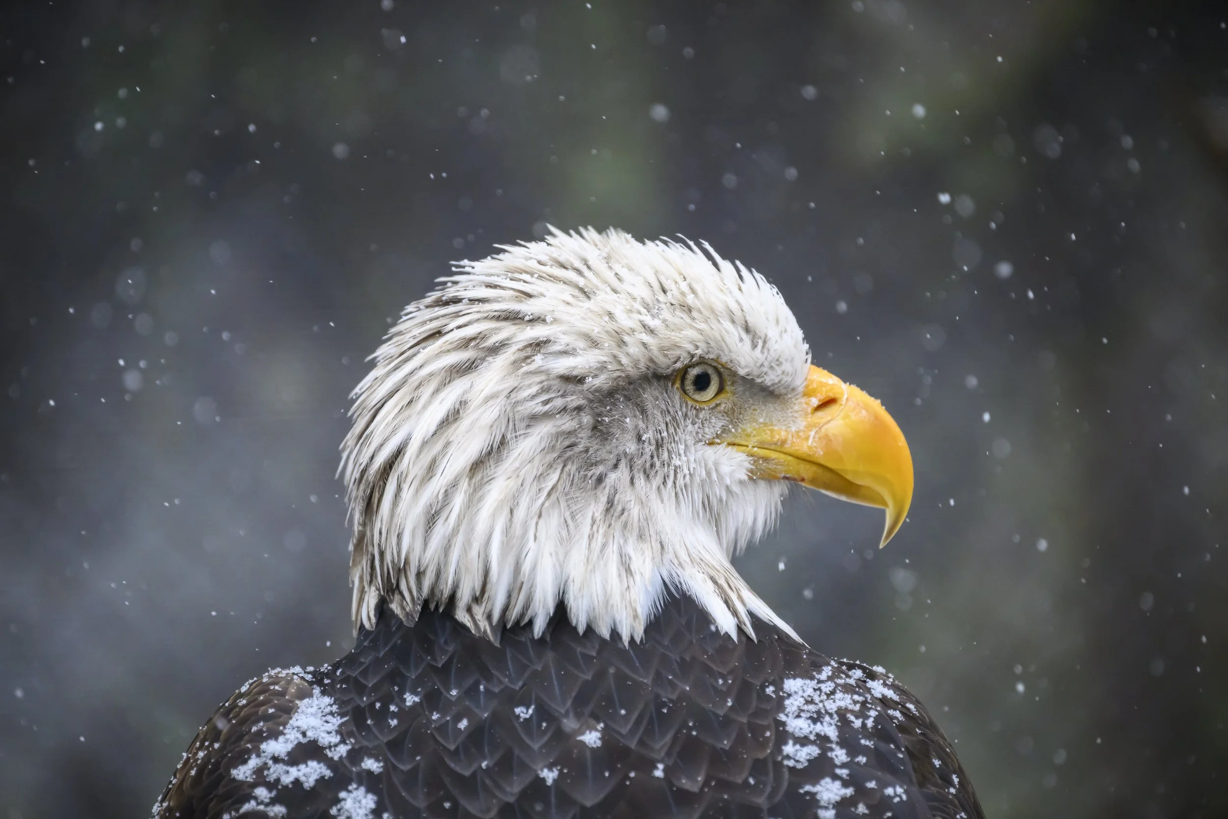 SnowyBaldEagle5306Web.jpg