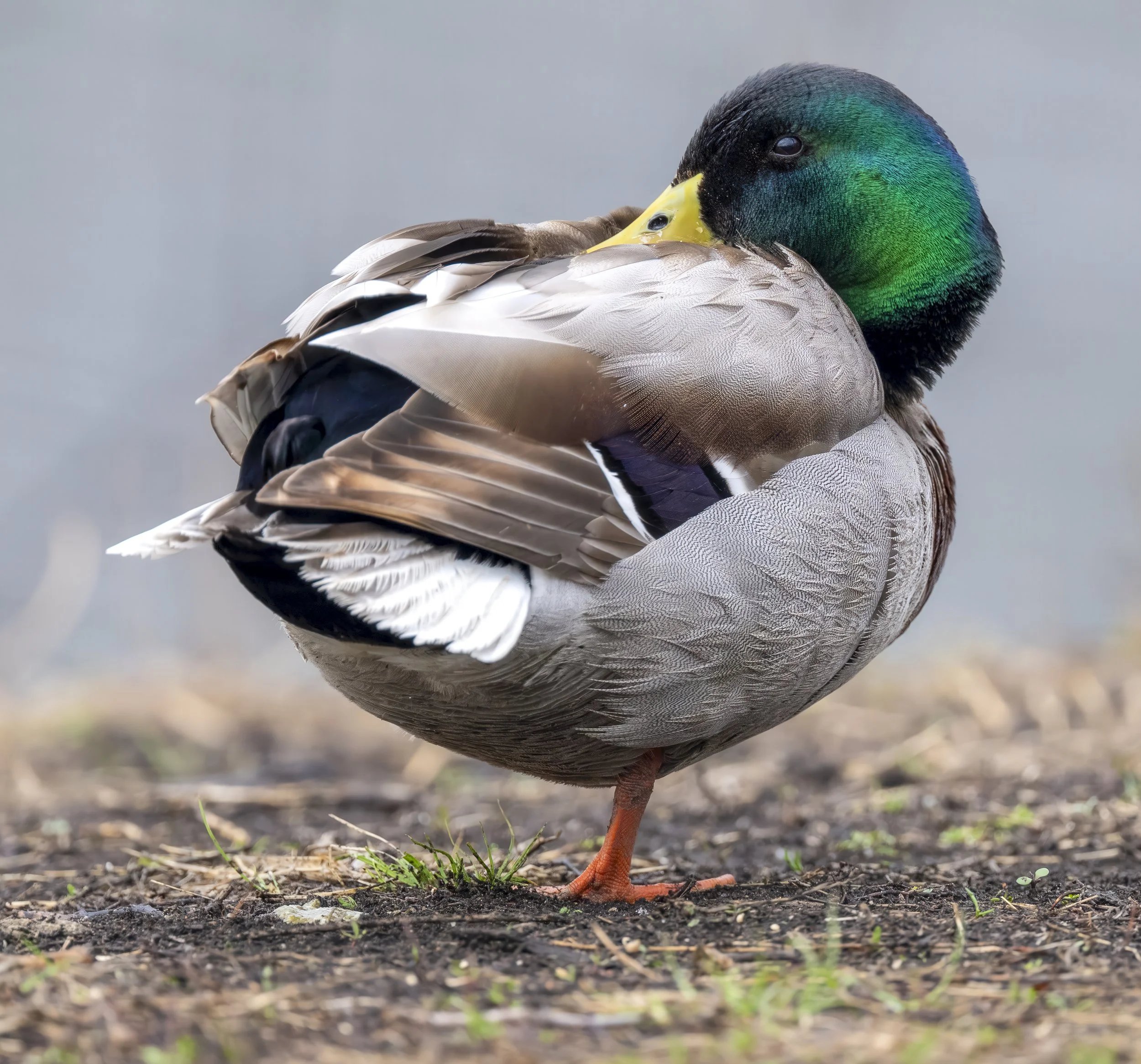 TMMduck2709closeup.jpg
