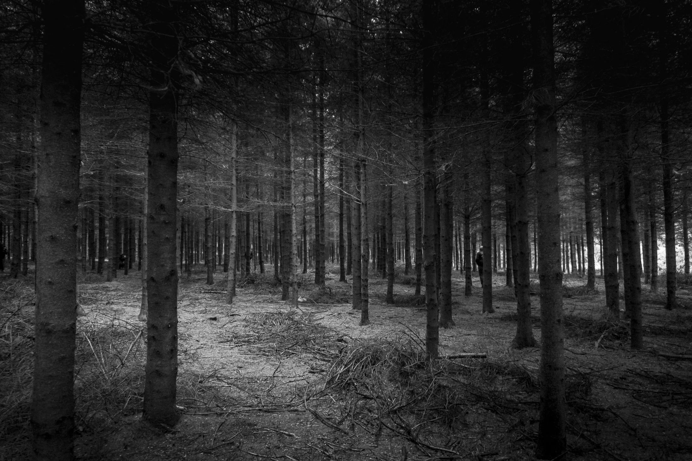 Among the Ghosts web.jpg