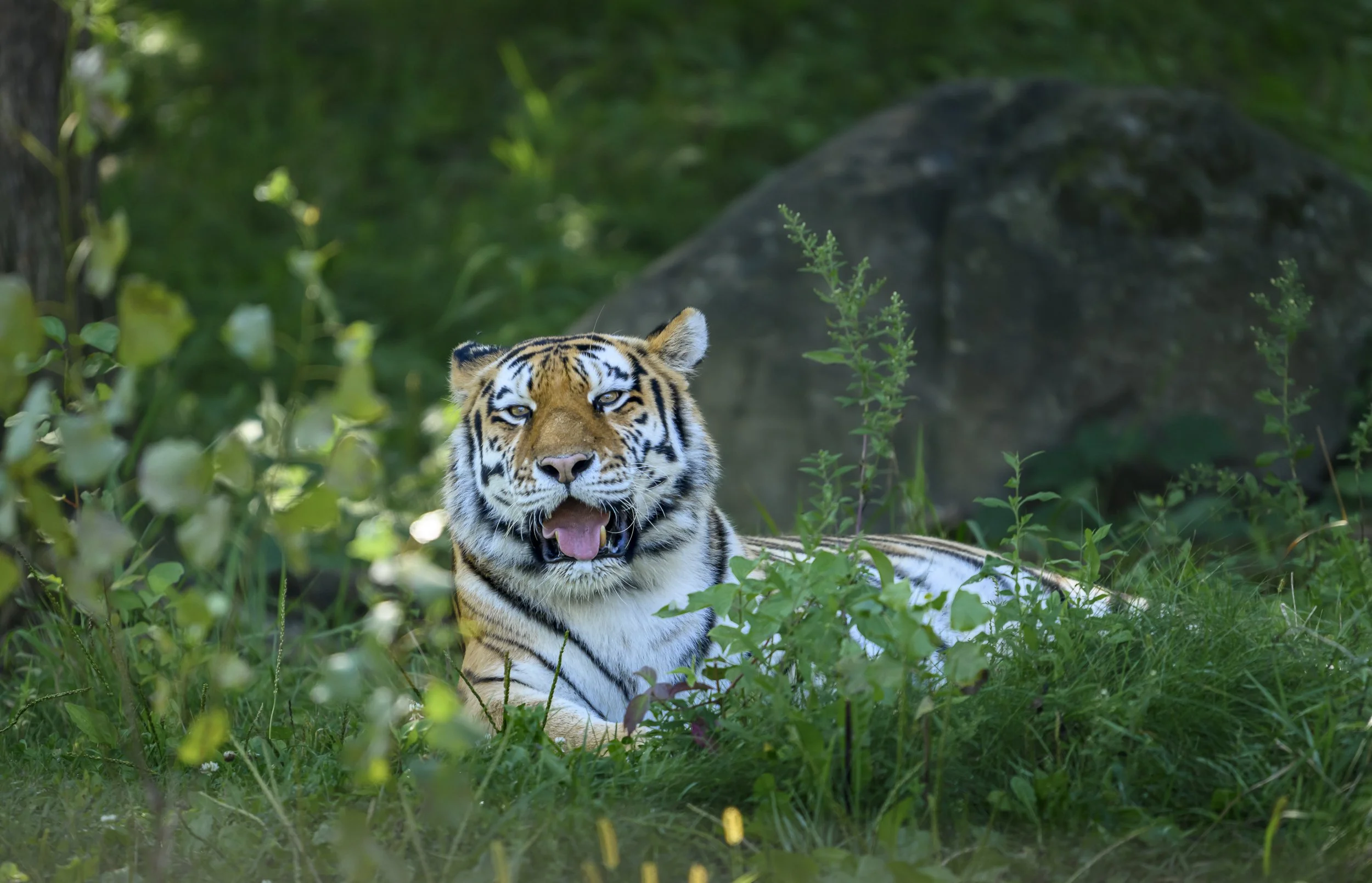 TigerLounging5859Web.jpg