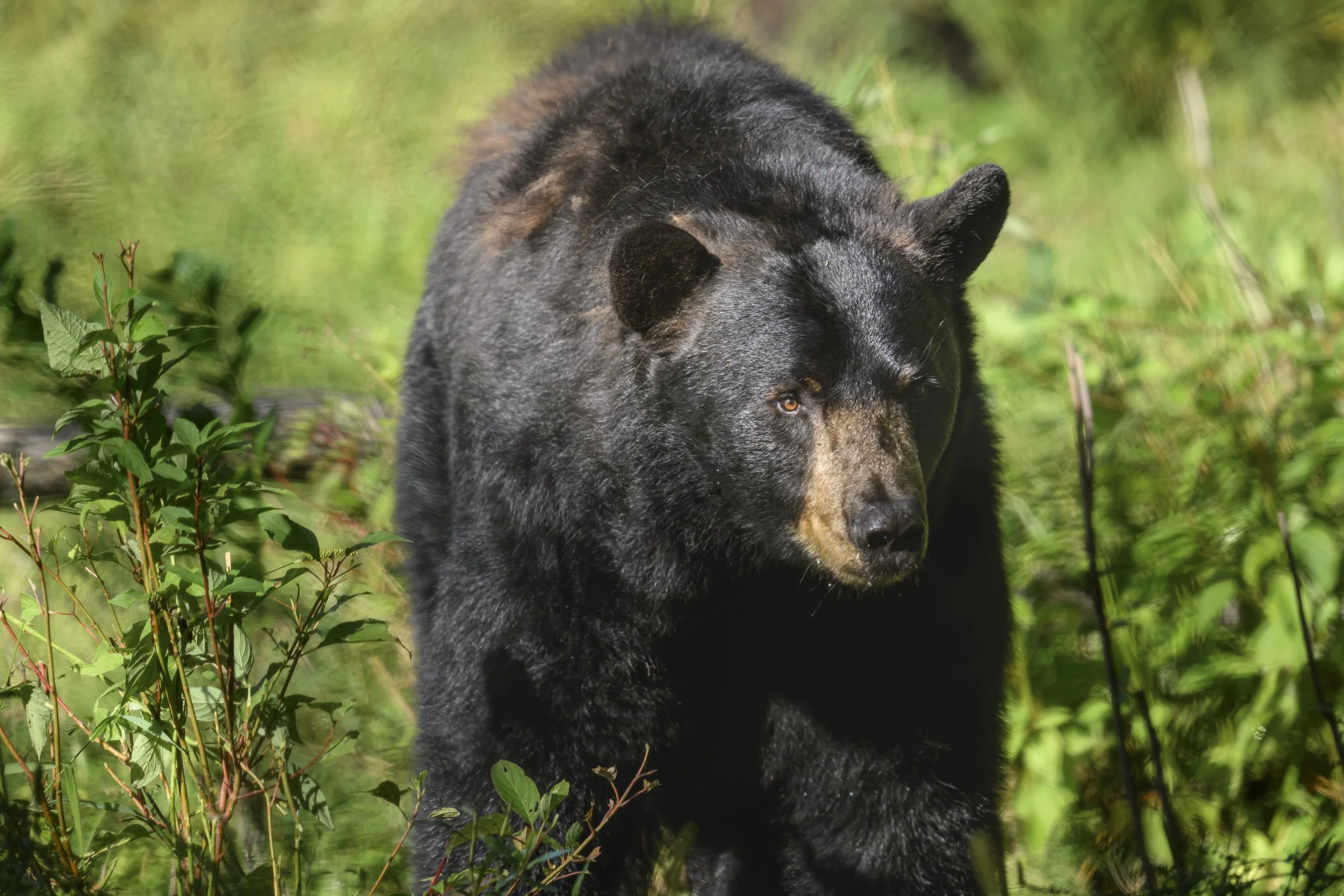 BlackBear5355web.jpg