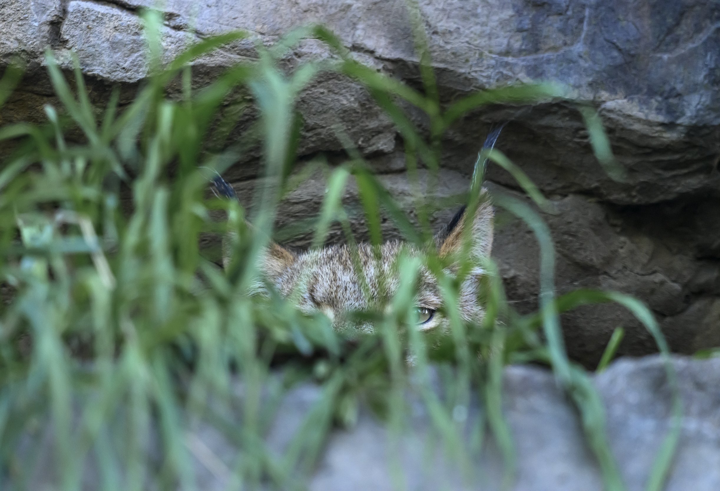 Lynx95342Web.jpg