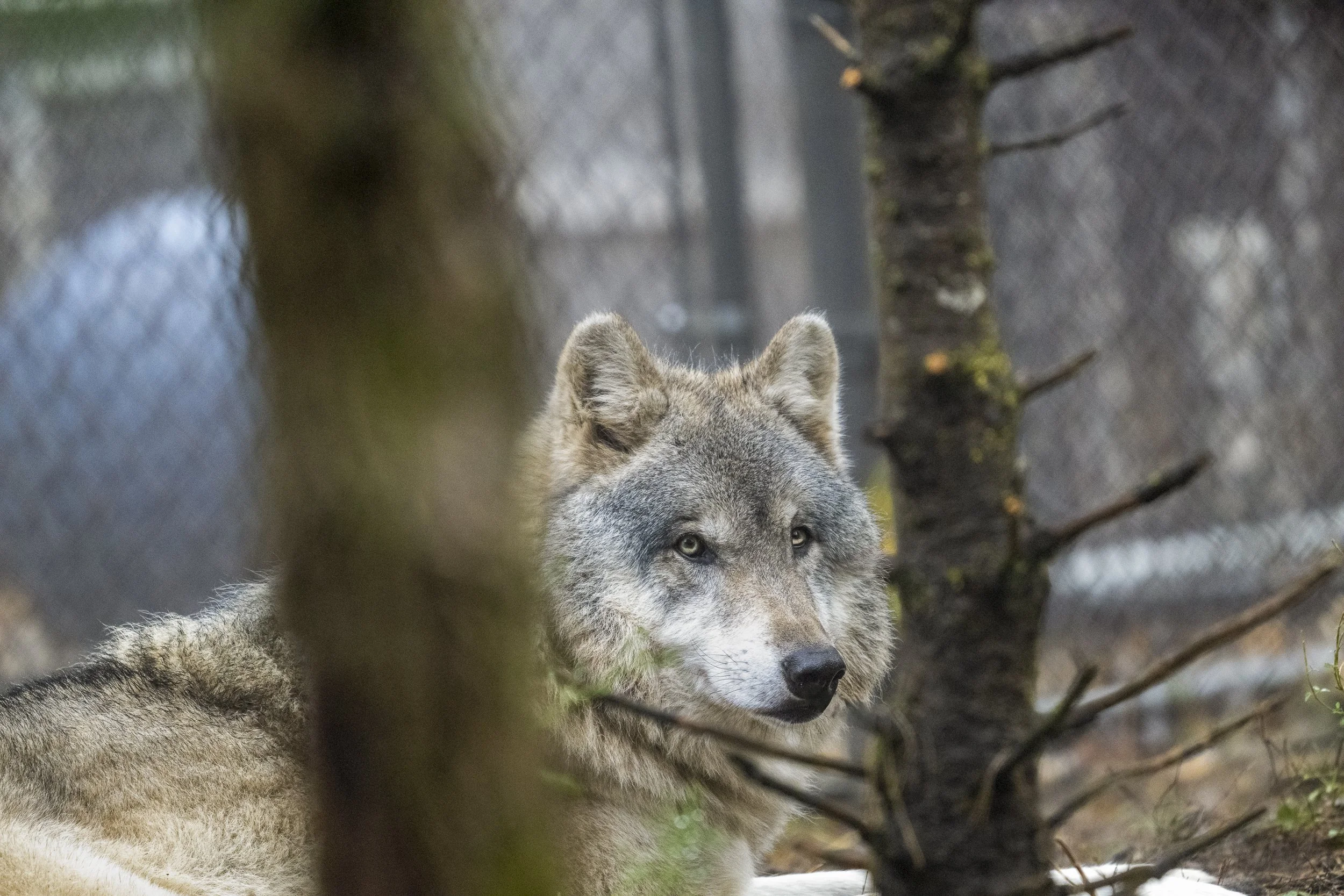Wolf7363Web.jpg