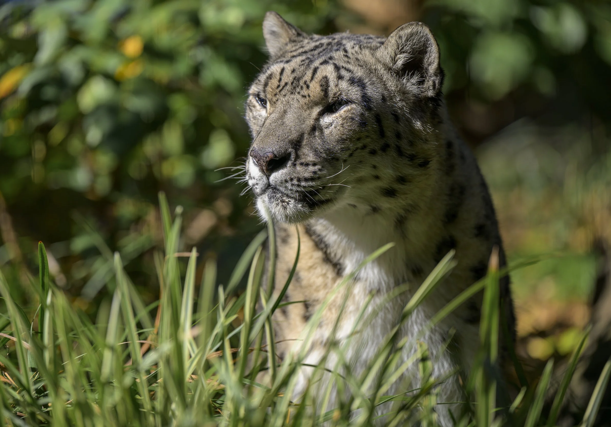 SnowLeopard80637web.jpg