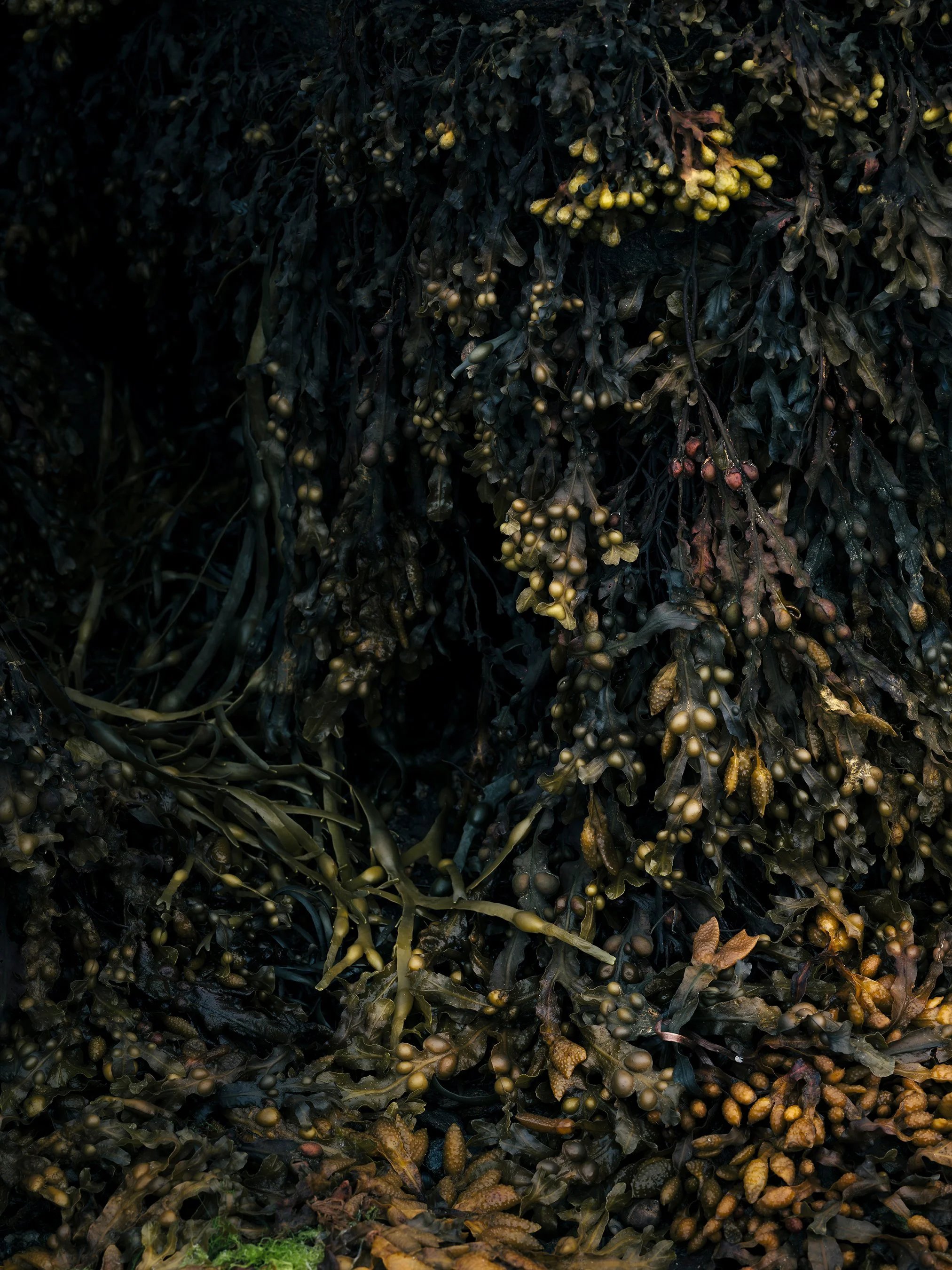 Fucus vesiculosus II | 2026