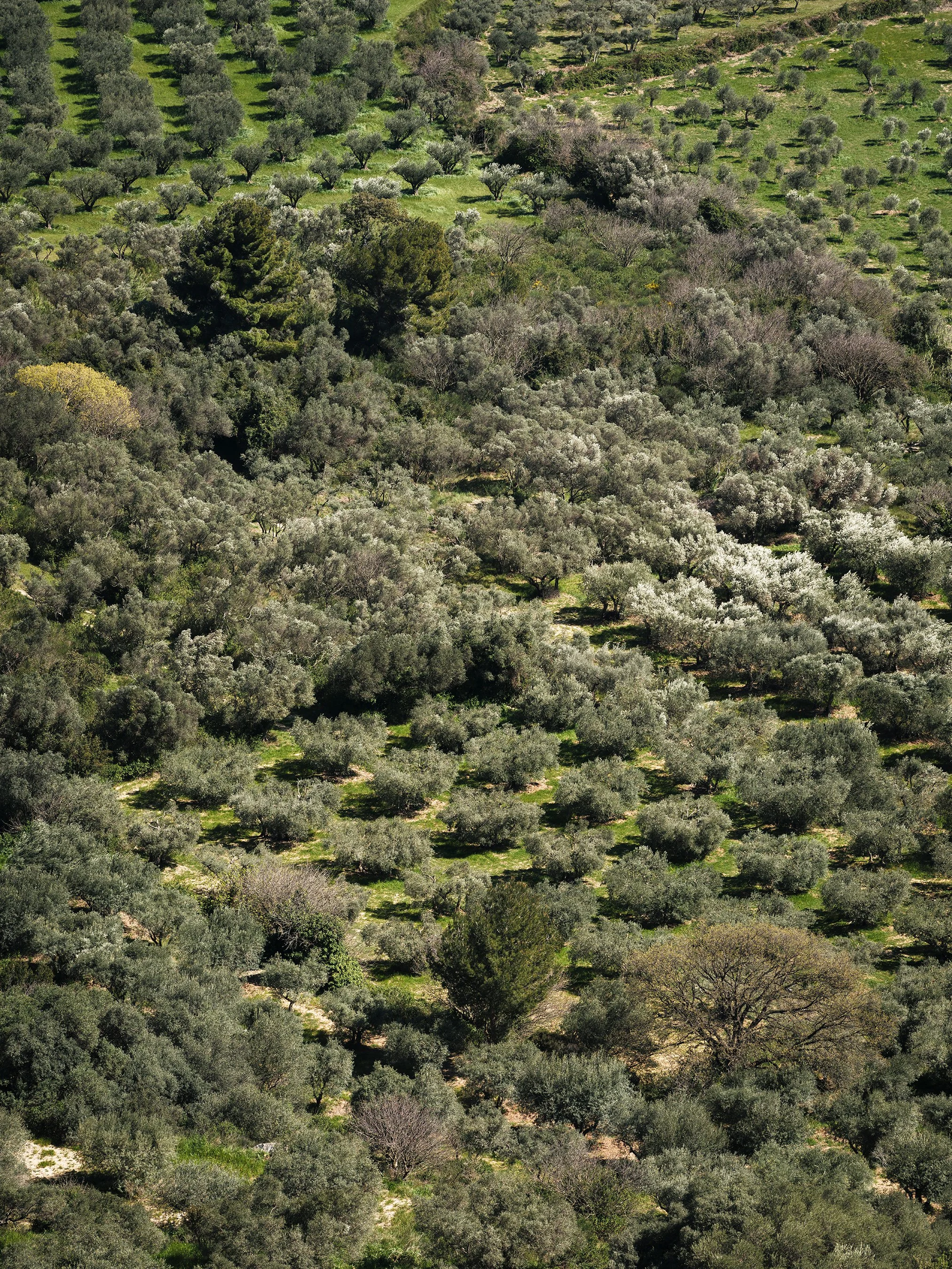 Olives | 2026