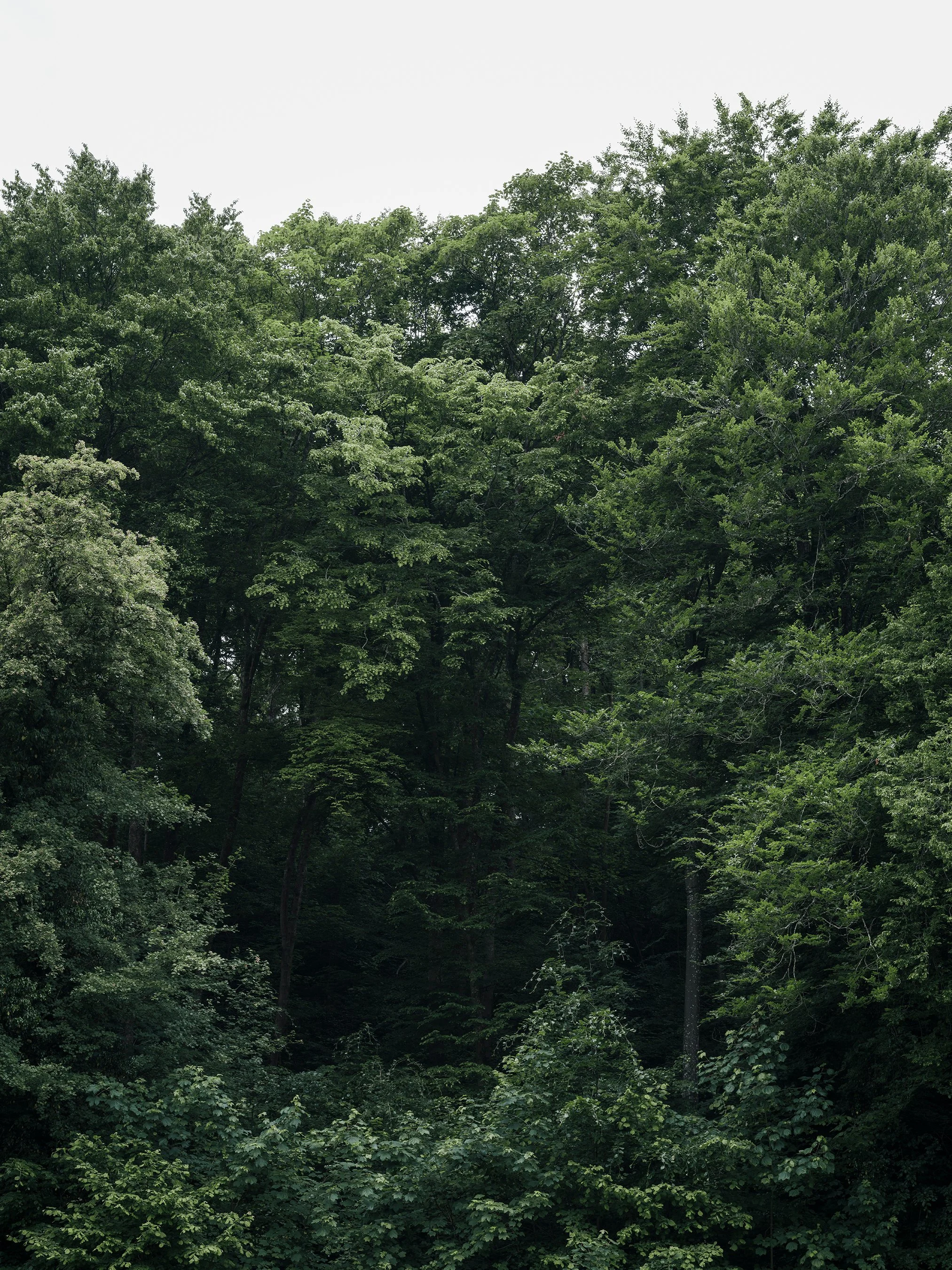 Trees | 2025