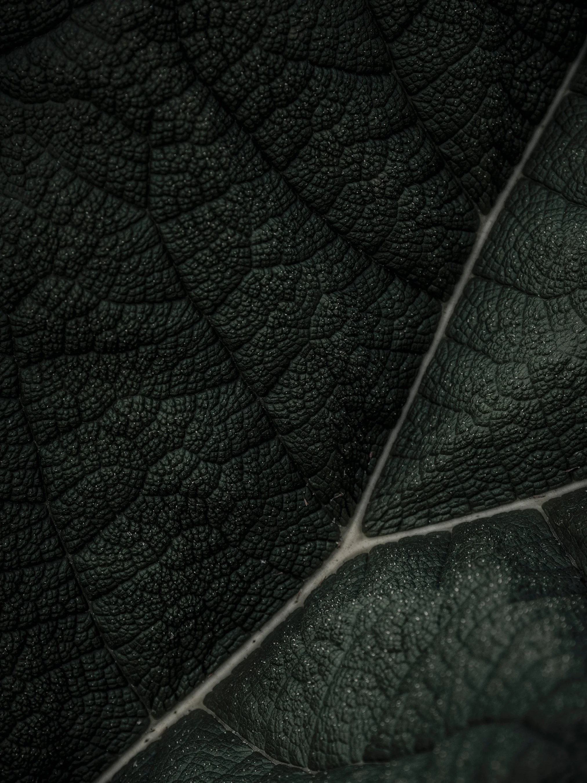 Gunnera Tinctoria Series |  2024