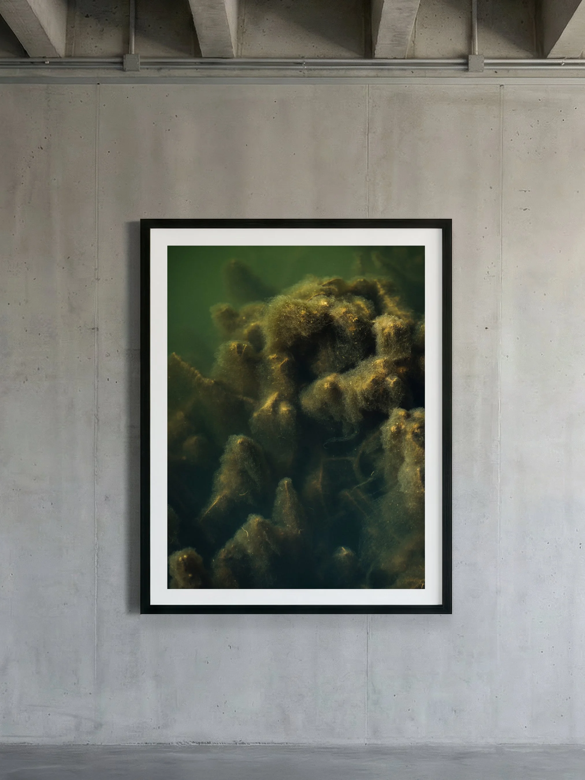 Algae Series I | 2026