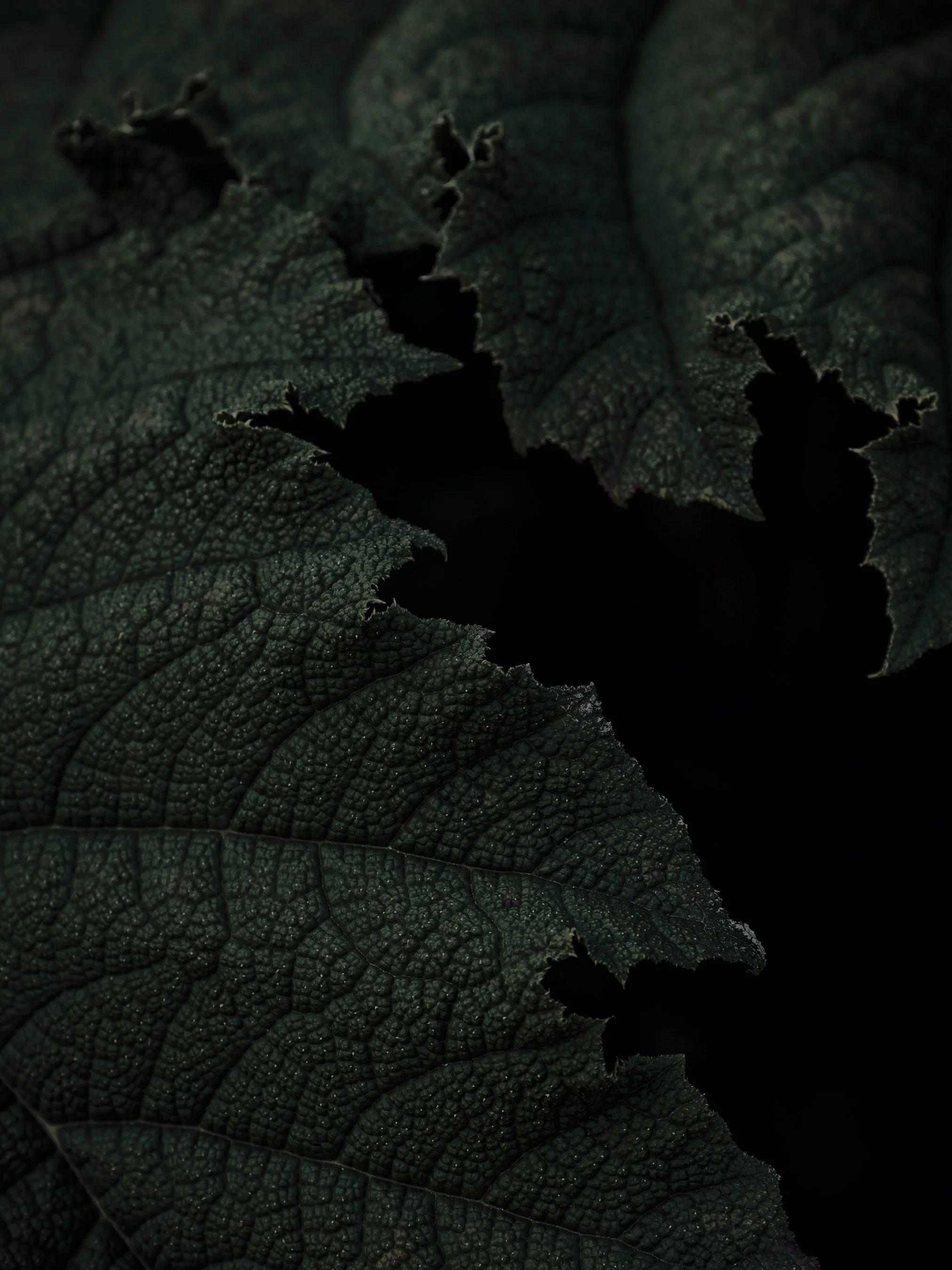 _1015588-1_Web.jpg