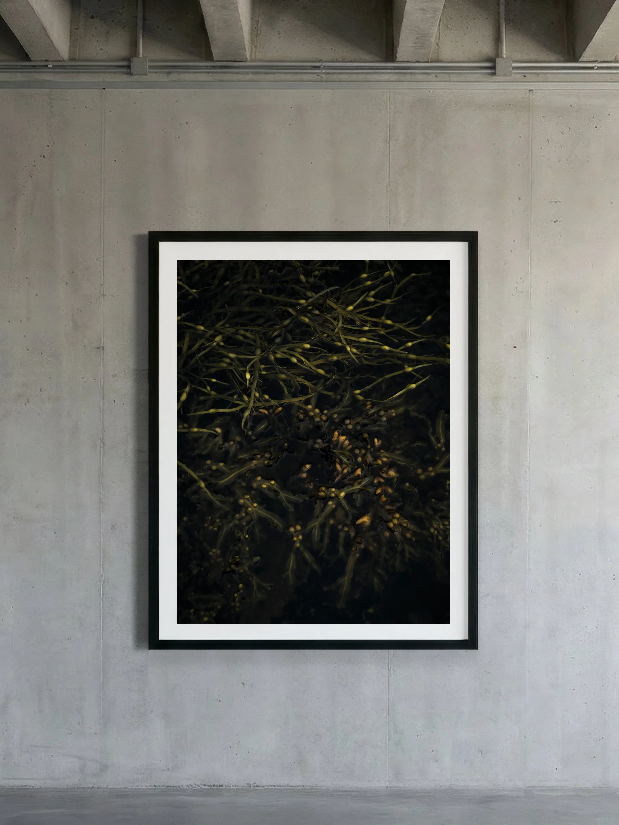 Fucus vesiculosus | 2026