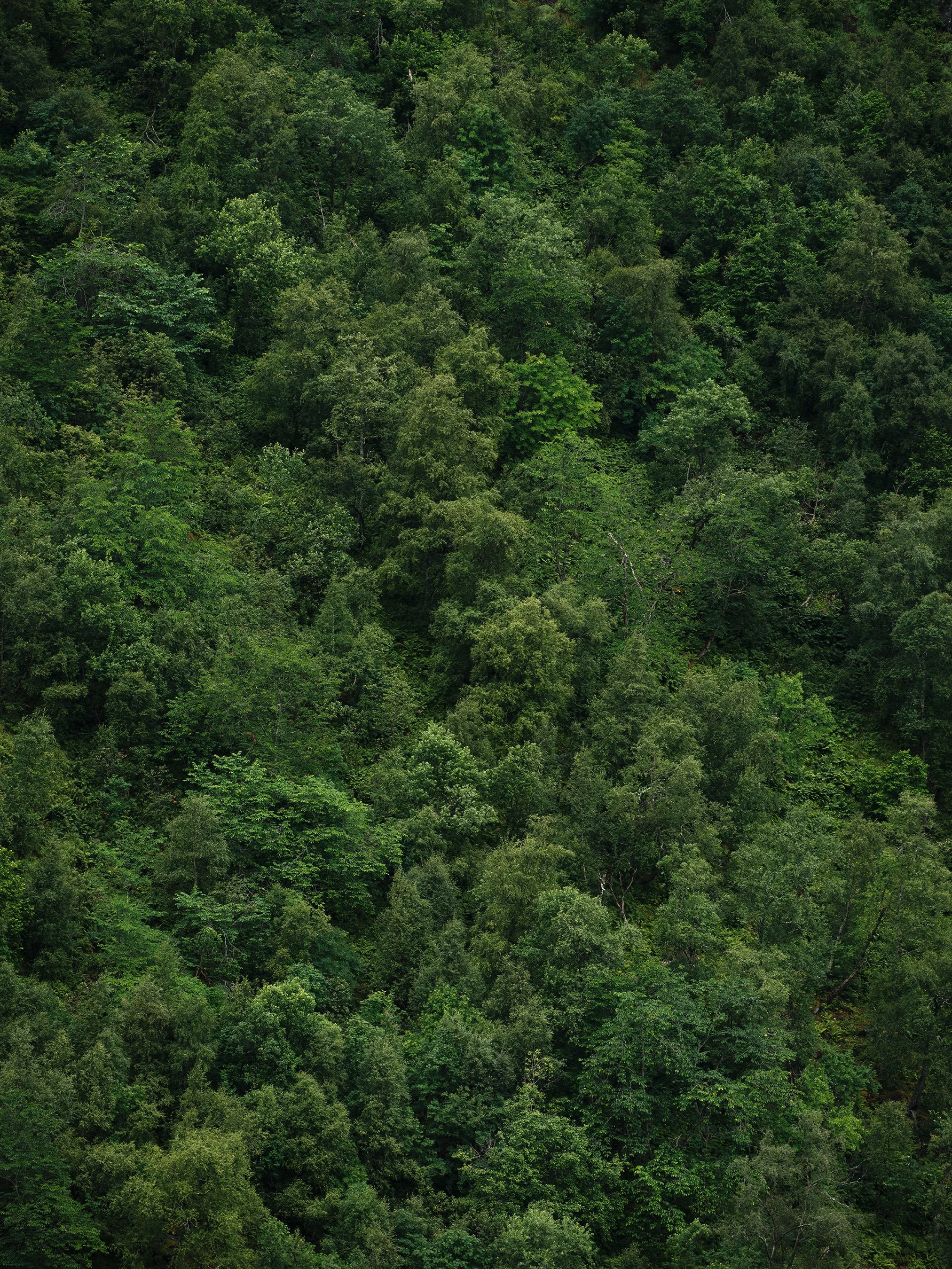 Verdure | 2026