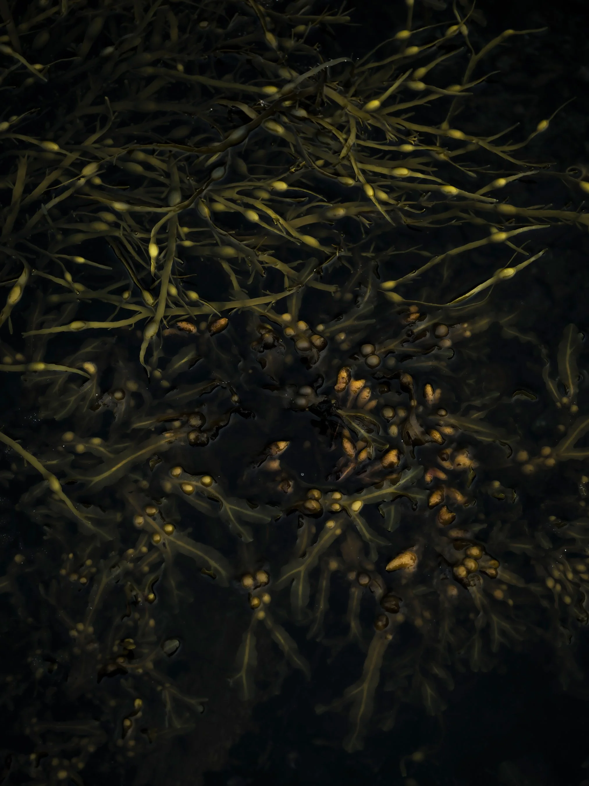 Fucus vesiculosus | 2026