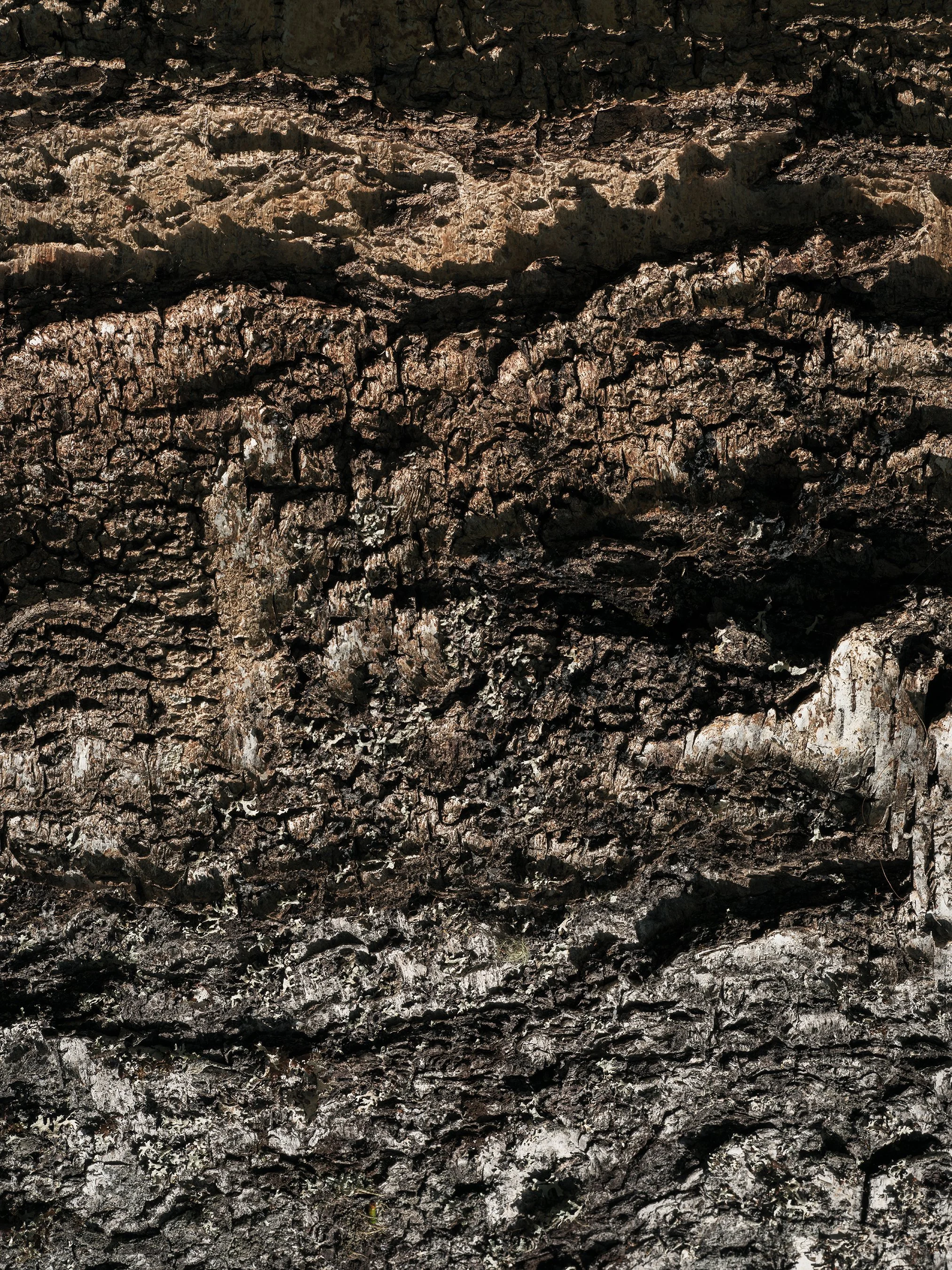 Birch | 2026