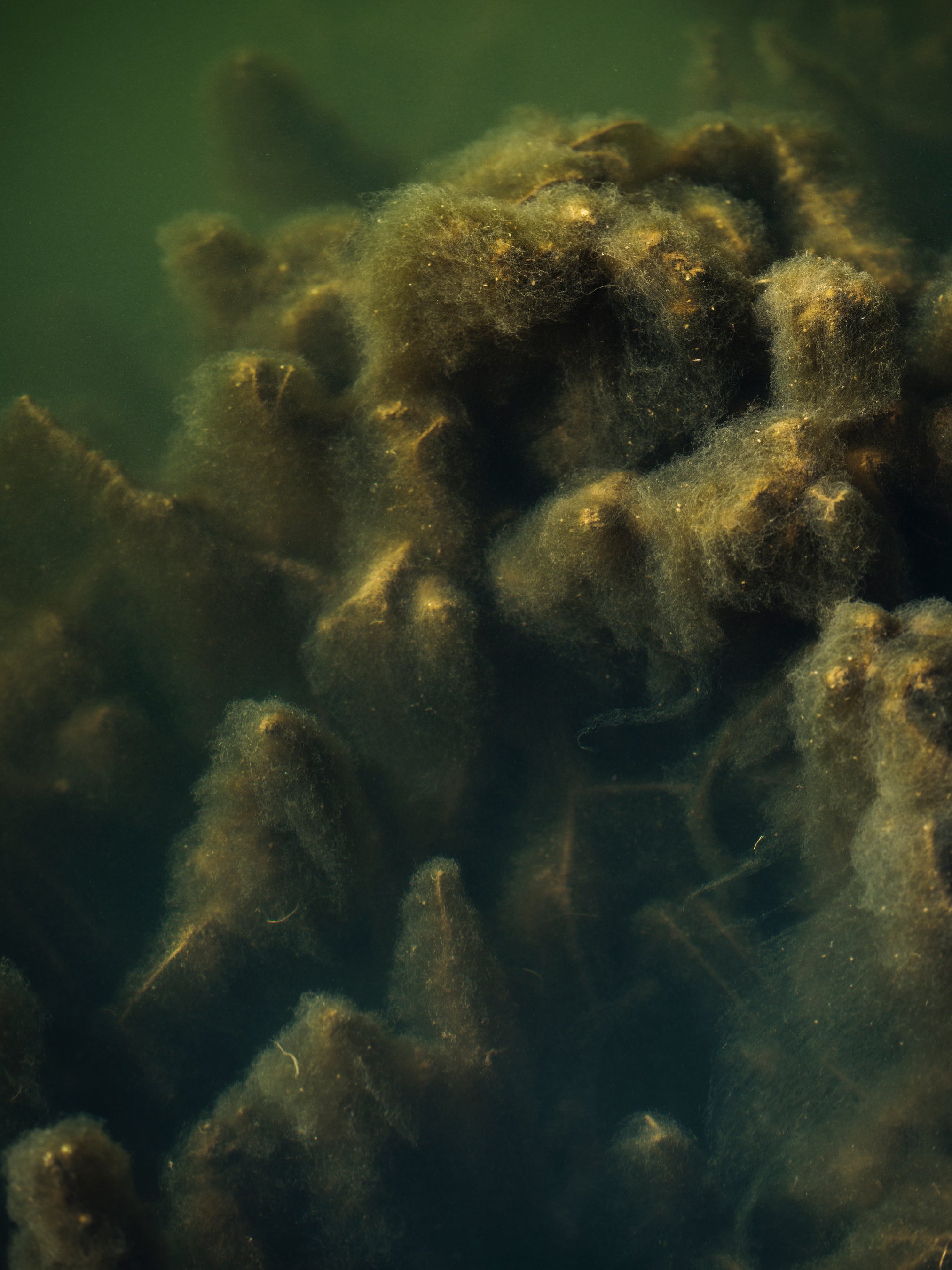 Algae |  2026