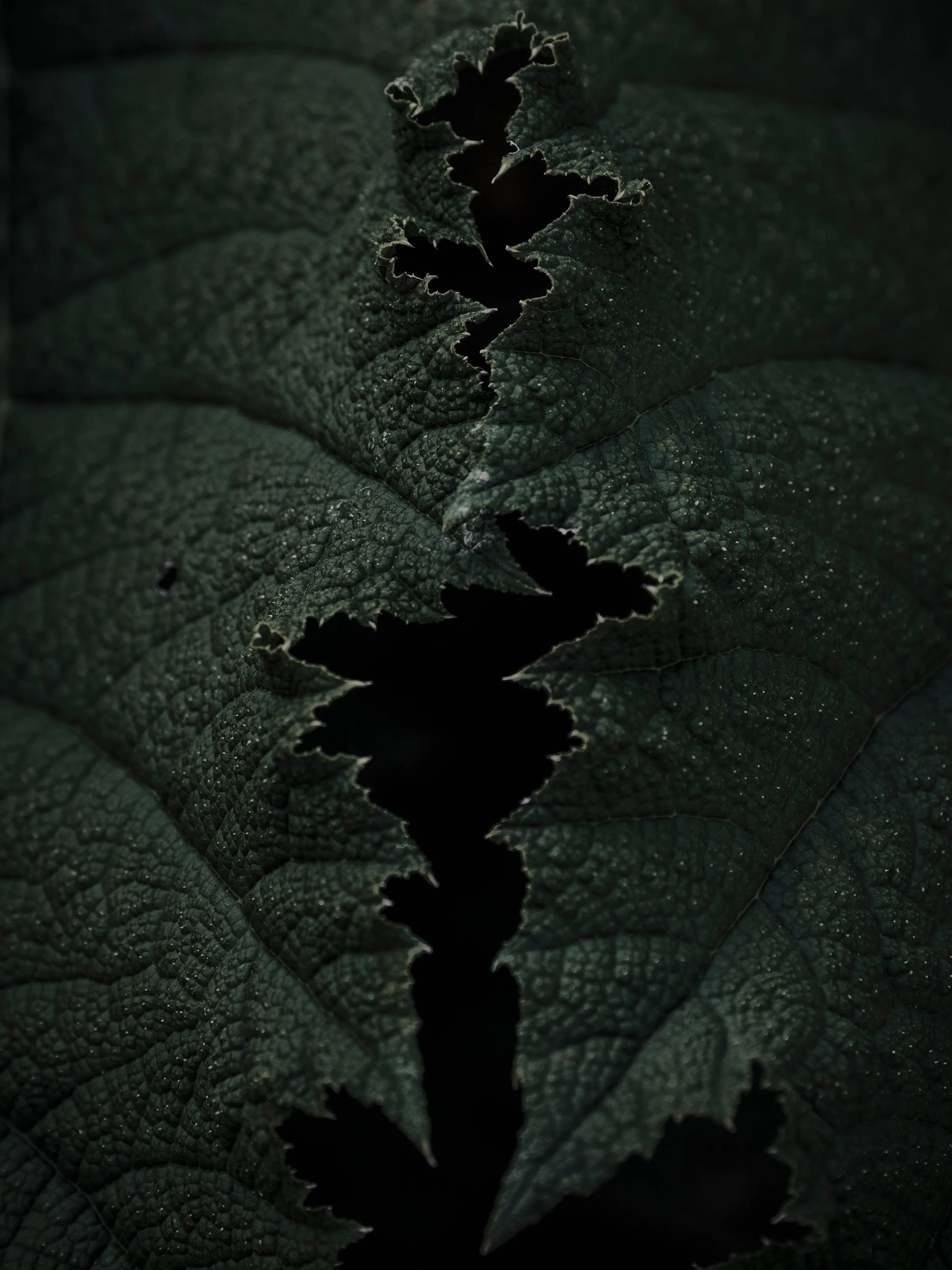 _1015573-1_Web.jpg