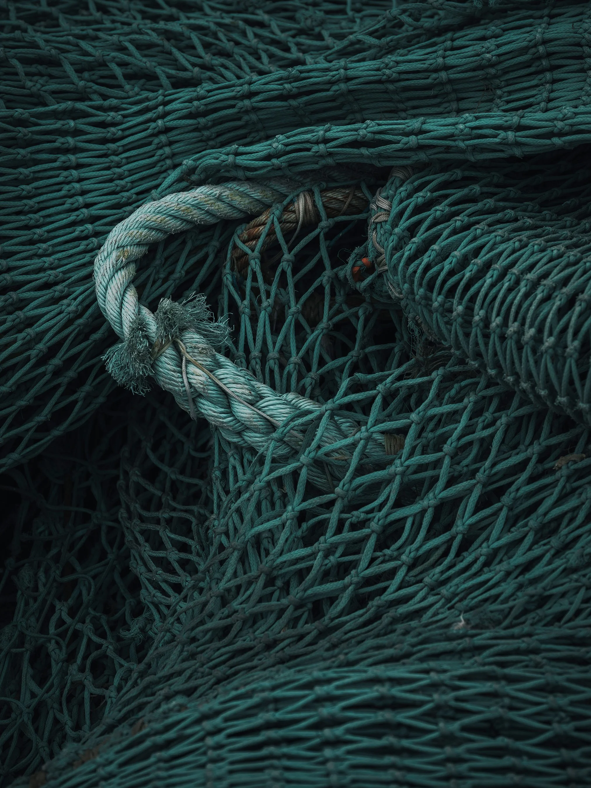 Net Series |  2024