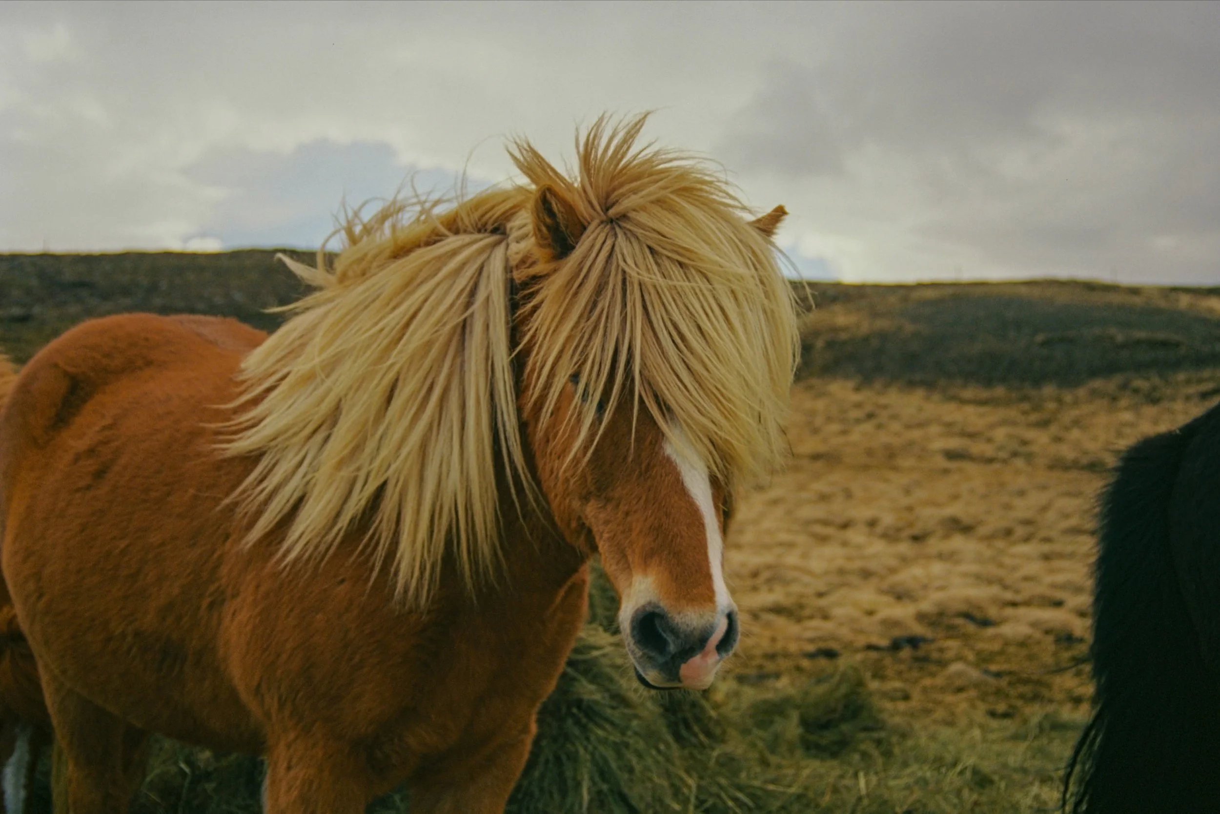 This beauty wouldn&rsquo;t stop staring at me. 
Iceland Saga 🇮🇸

#canoneos600 #Ektar100 #analog #35mmfilm #filmisnotdead