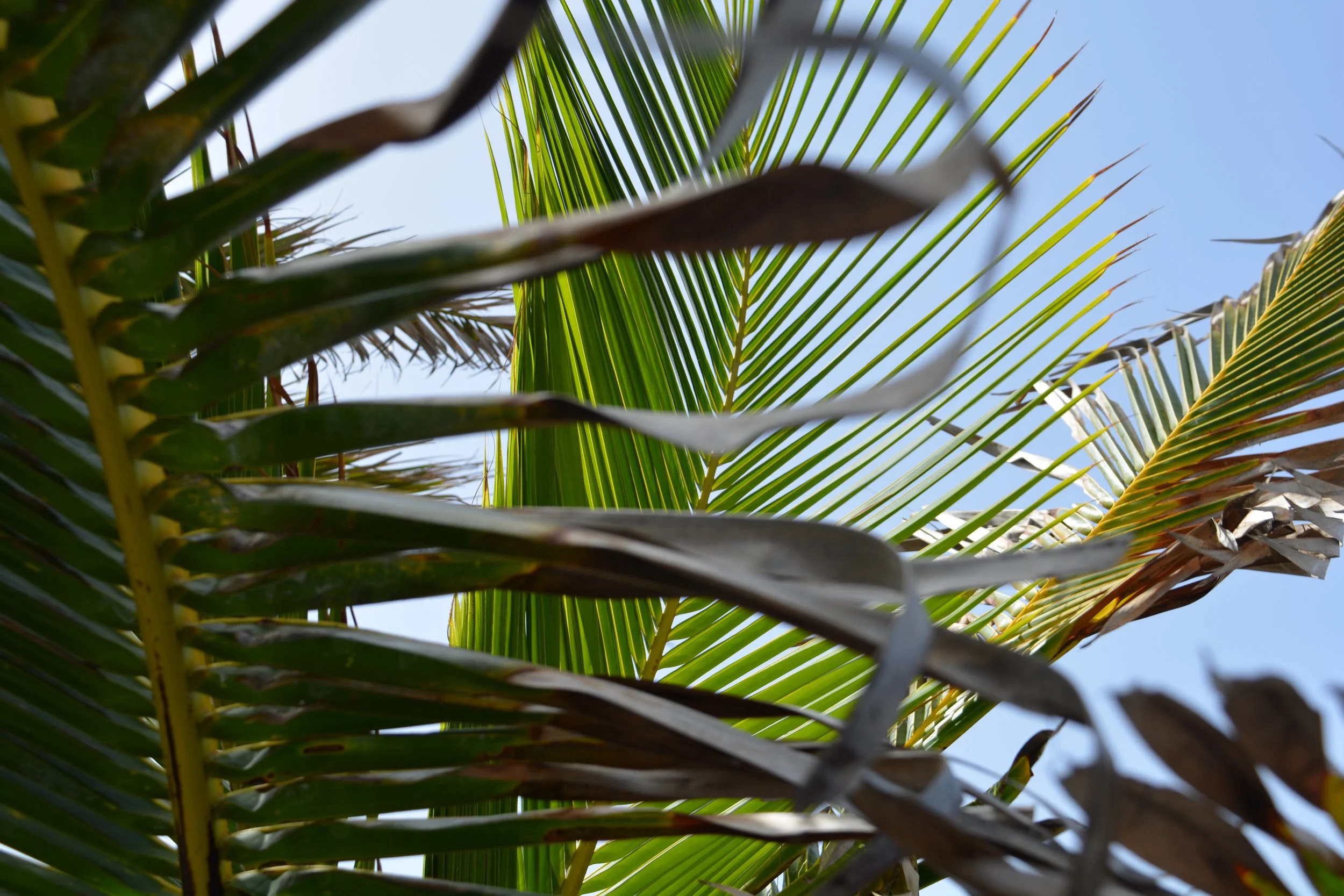 DSC_0409.jpeg