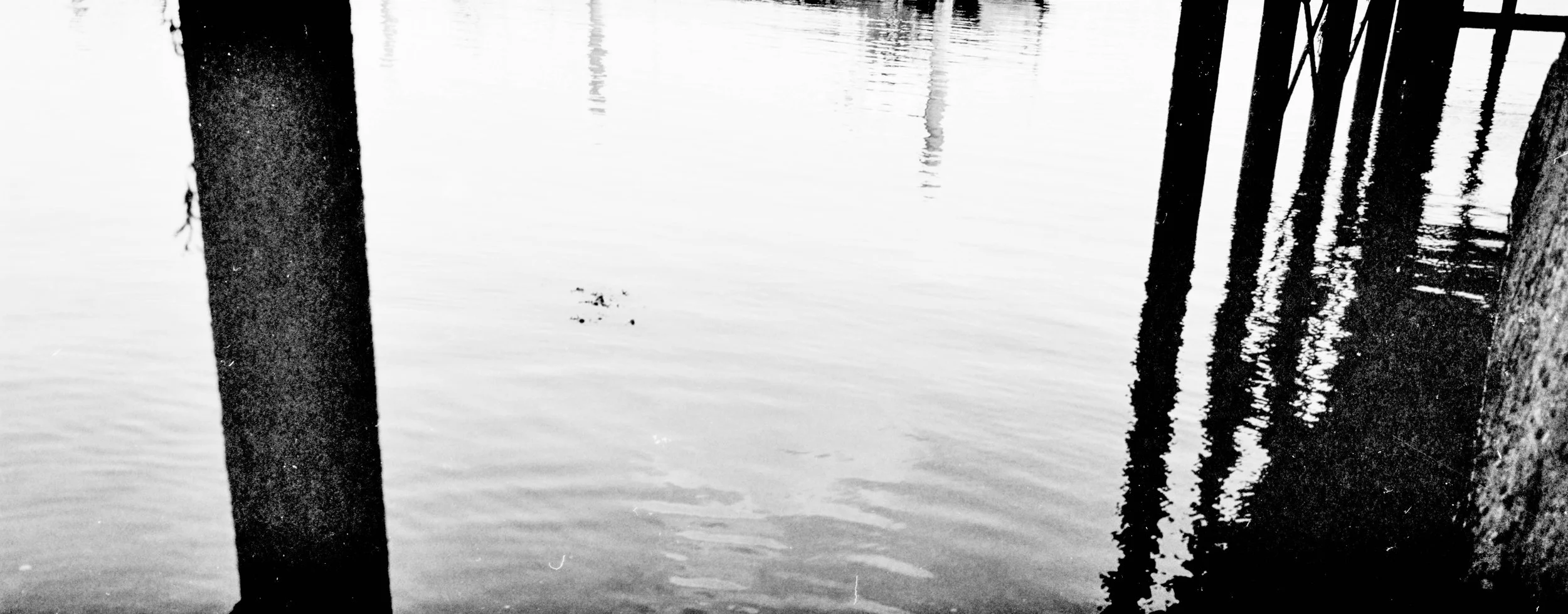 Black and white photograph of water with reflections and wooden posts, some covered in moss or algae, near a dock or pier.