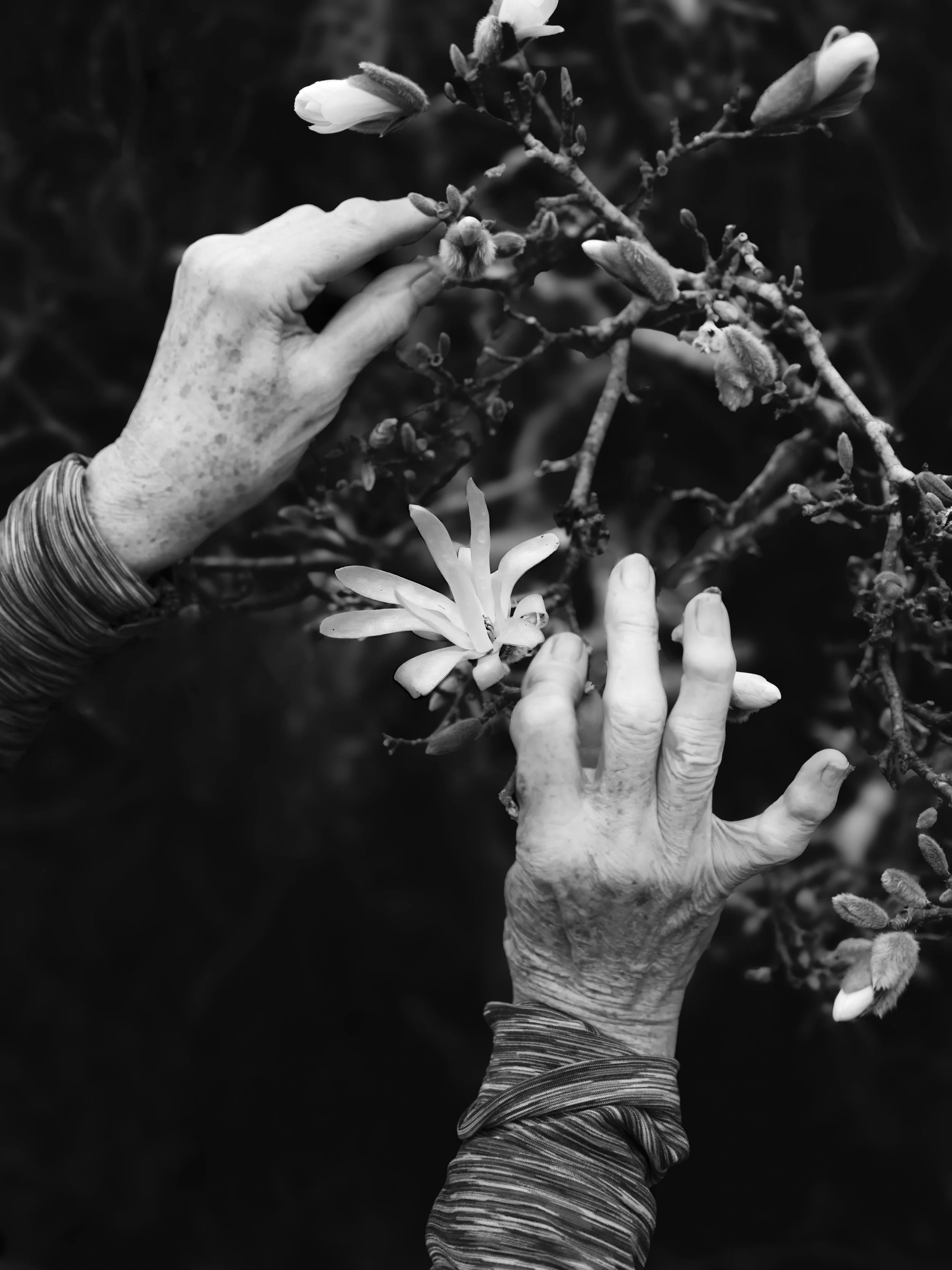 Black and white photo of a person's hand reaching towards a flowering plant with multiple buds and blooms, with another hand below holding part of the plant, dressed in a striped long sleeve.