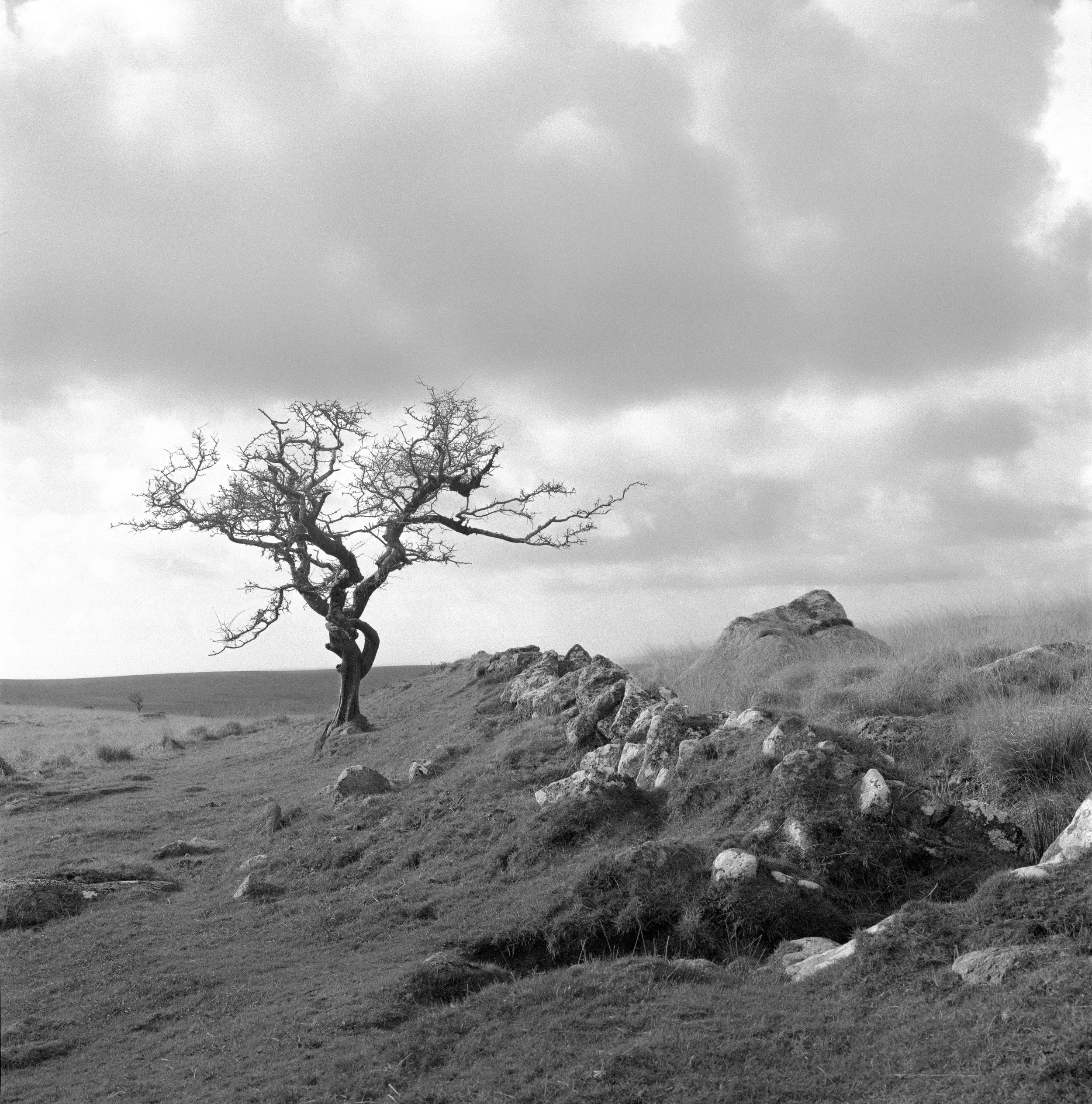 A solitary, leafless tree standing on a grassy hill with rocks in the foreground and cloudy sky overhead.