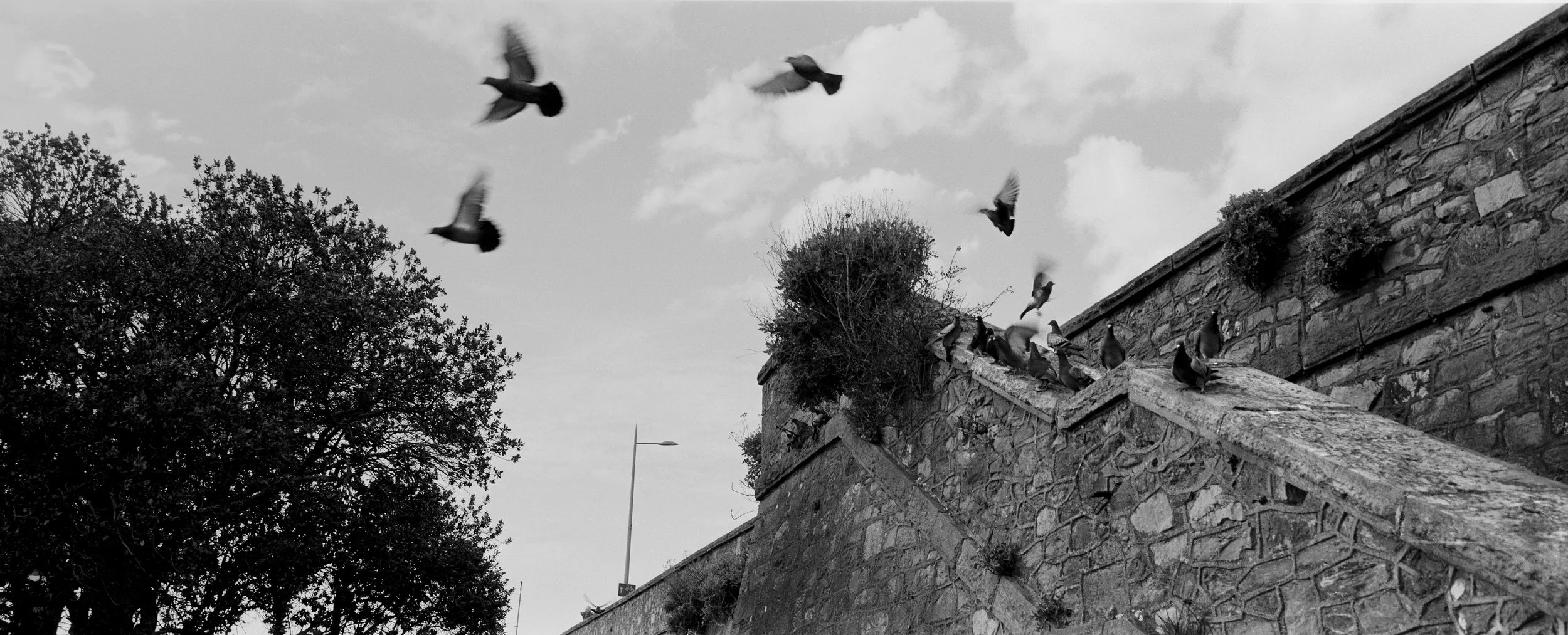 Black and white photo of pigeons flying around a stone wall and staircase with some plants, and a tree on the left side, against a cloudy sky.