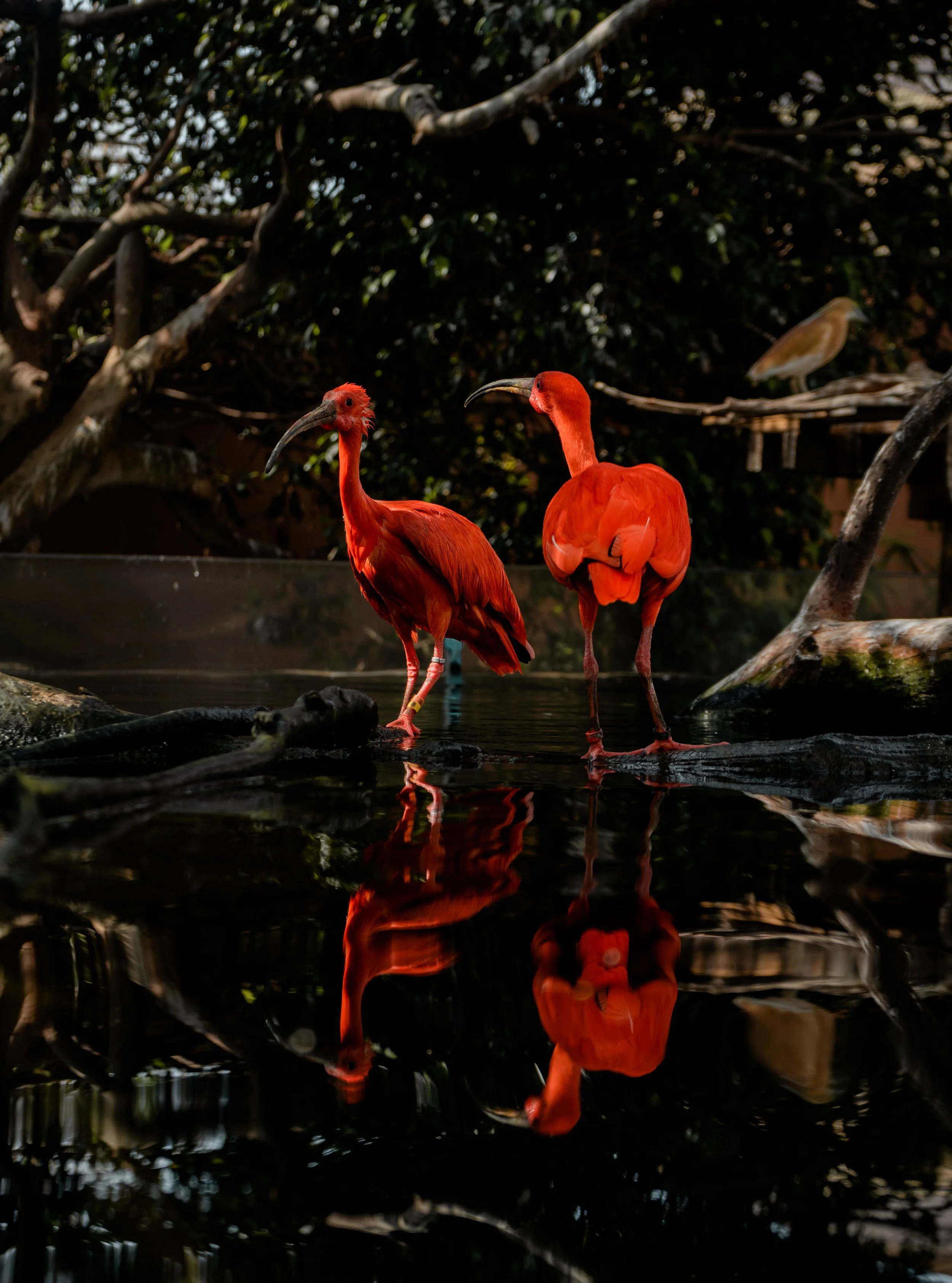 Aves en el Oceanográfic, Valencia