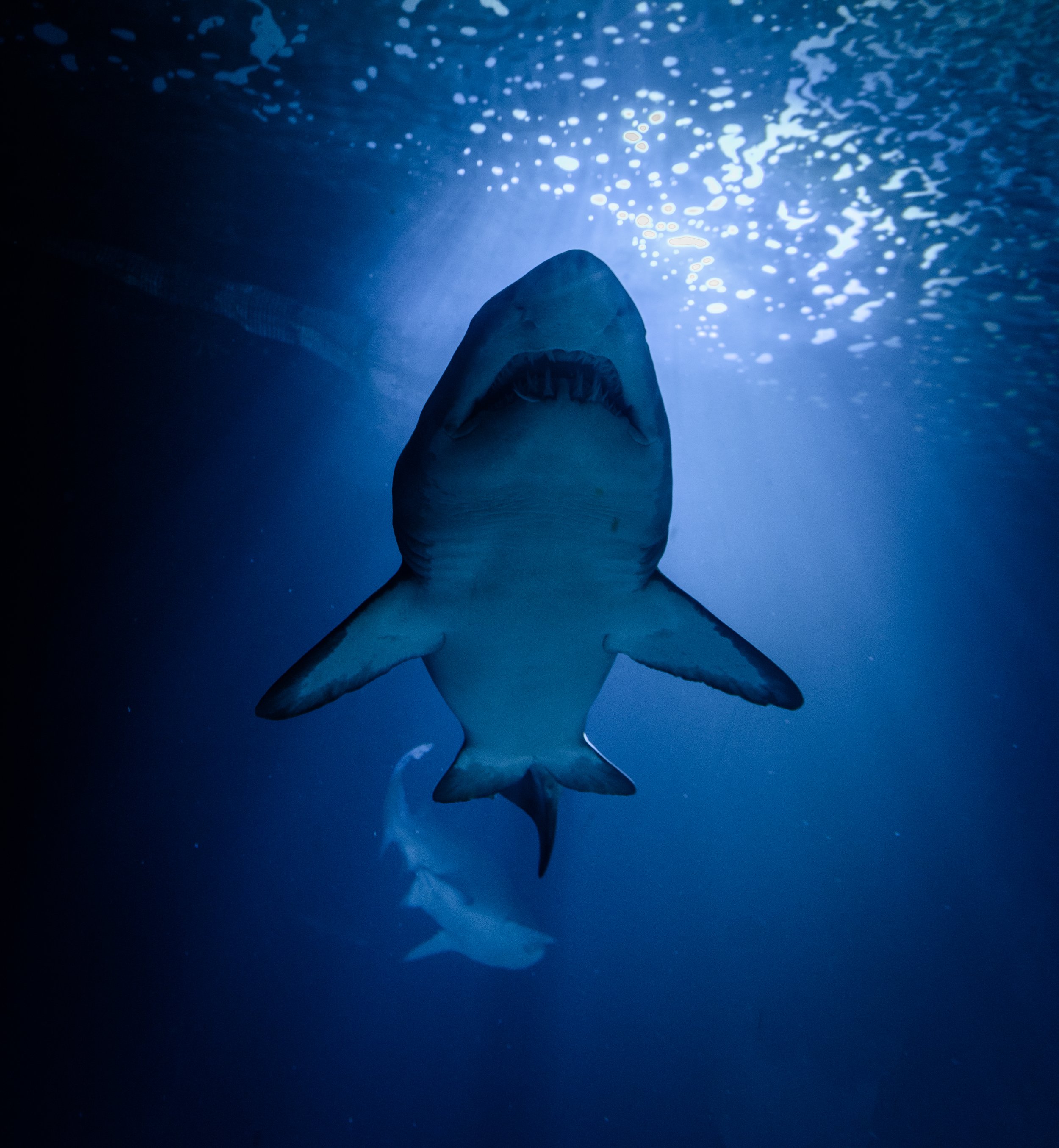 Tiburón en el Oceanográfic, Valencia