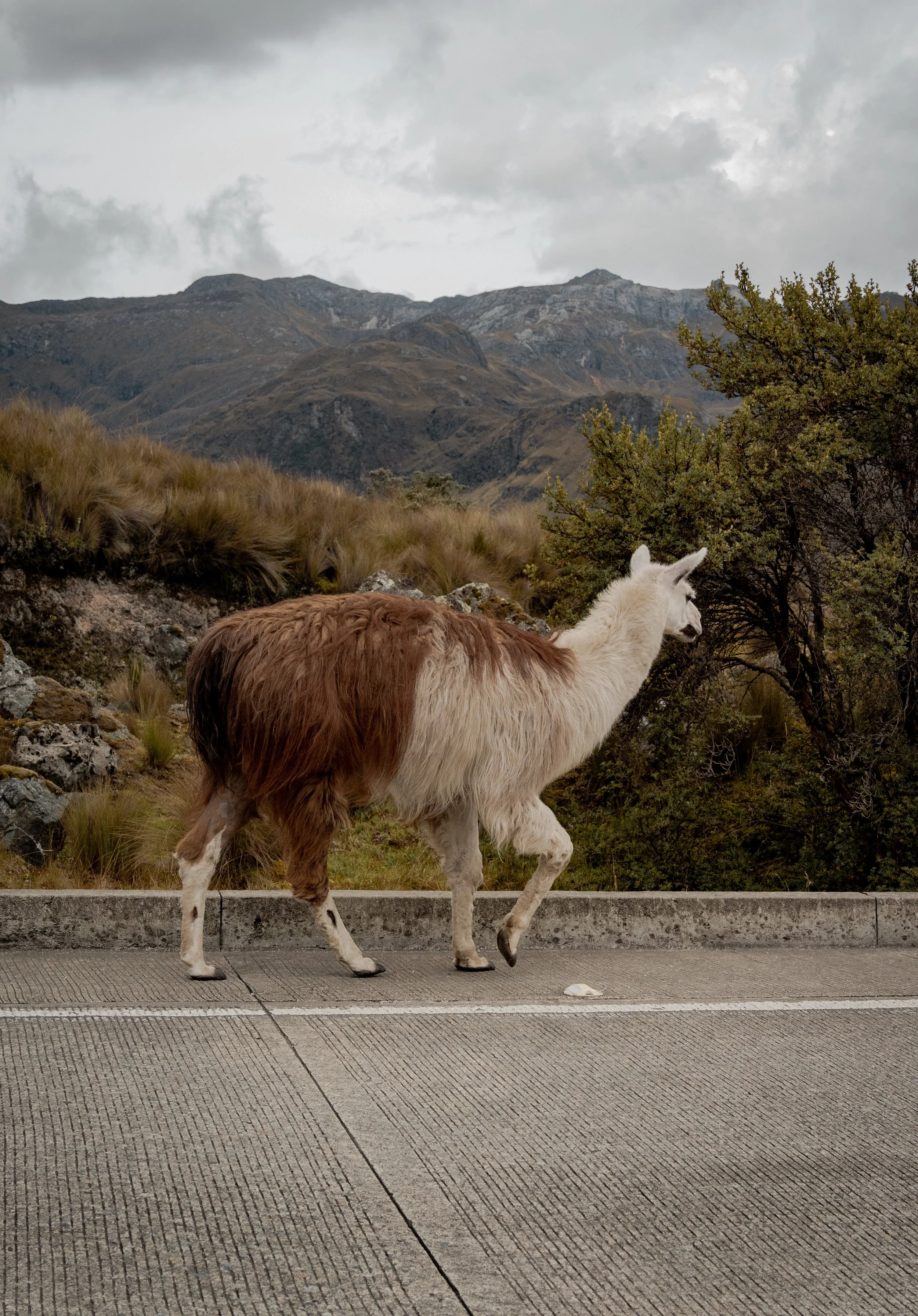 Llama en Parque Nacional El Cajas