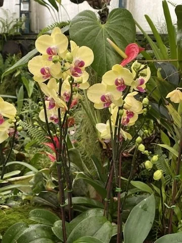 Orquídeas dentro del jardín botánico