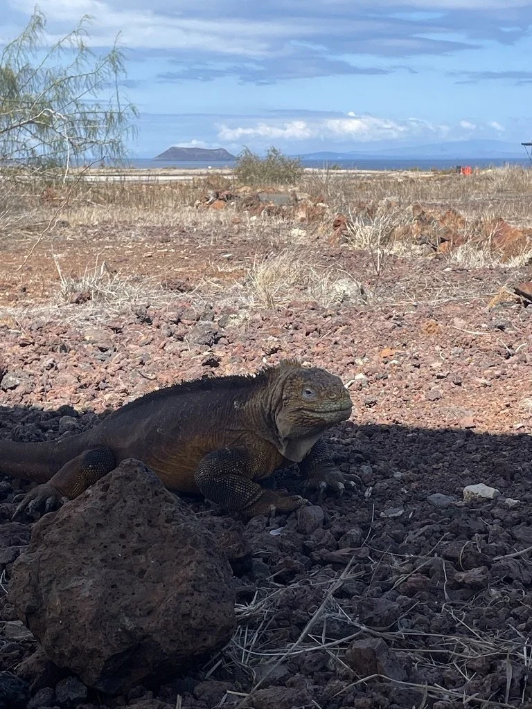 Iguana amarilla en Galápagos